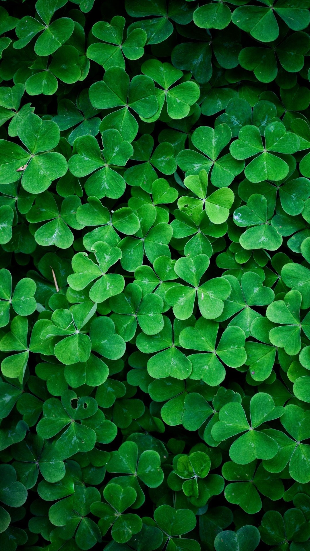 Shamrock Wallpaper iPhone X Wallpapers Free Download