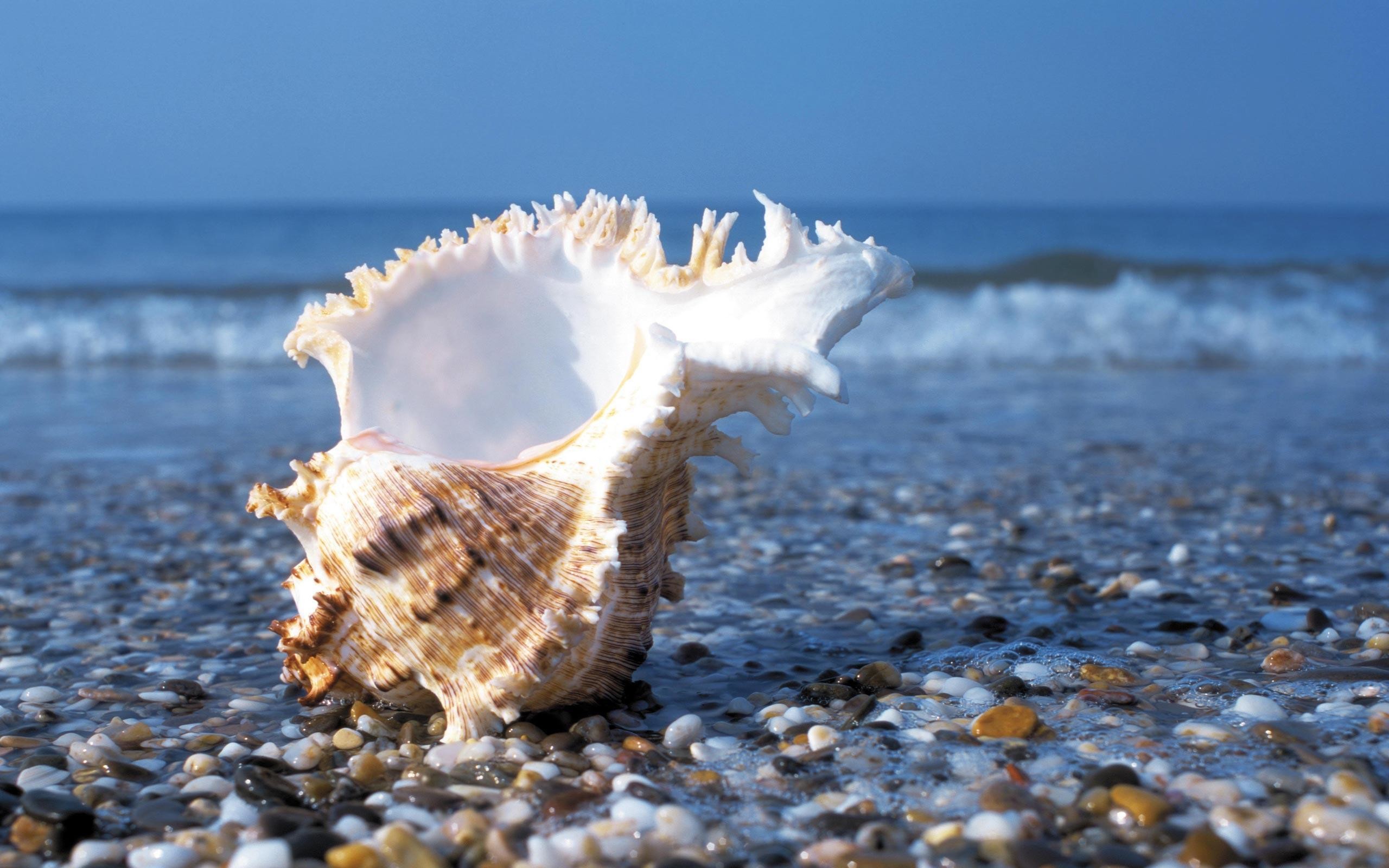 2560x1600 Sea Shell Desktop Wallpapers and Backgrounds | HD Background Wallpaper