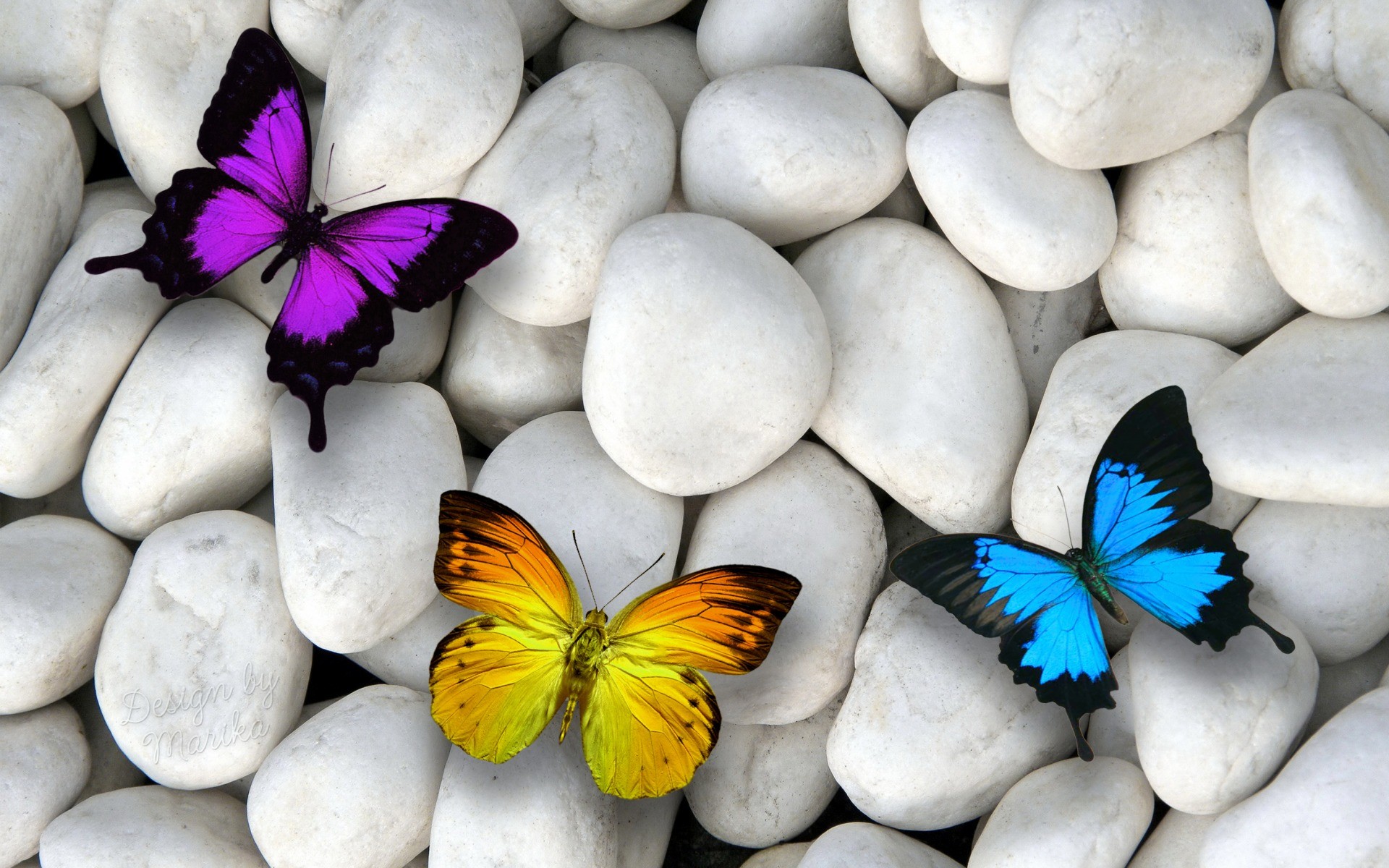 1920x1200 Purple Yellow & Blue Butterfly wallpapers and stock photos
