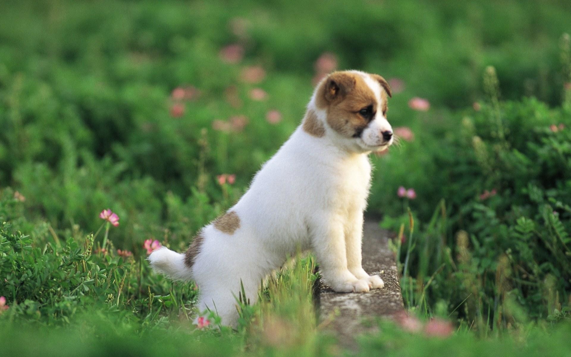 1920x1200 HD Wallpaper and background photos of Pretty Dog wallpaper for fans of  Puppies images.