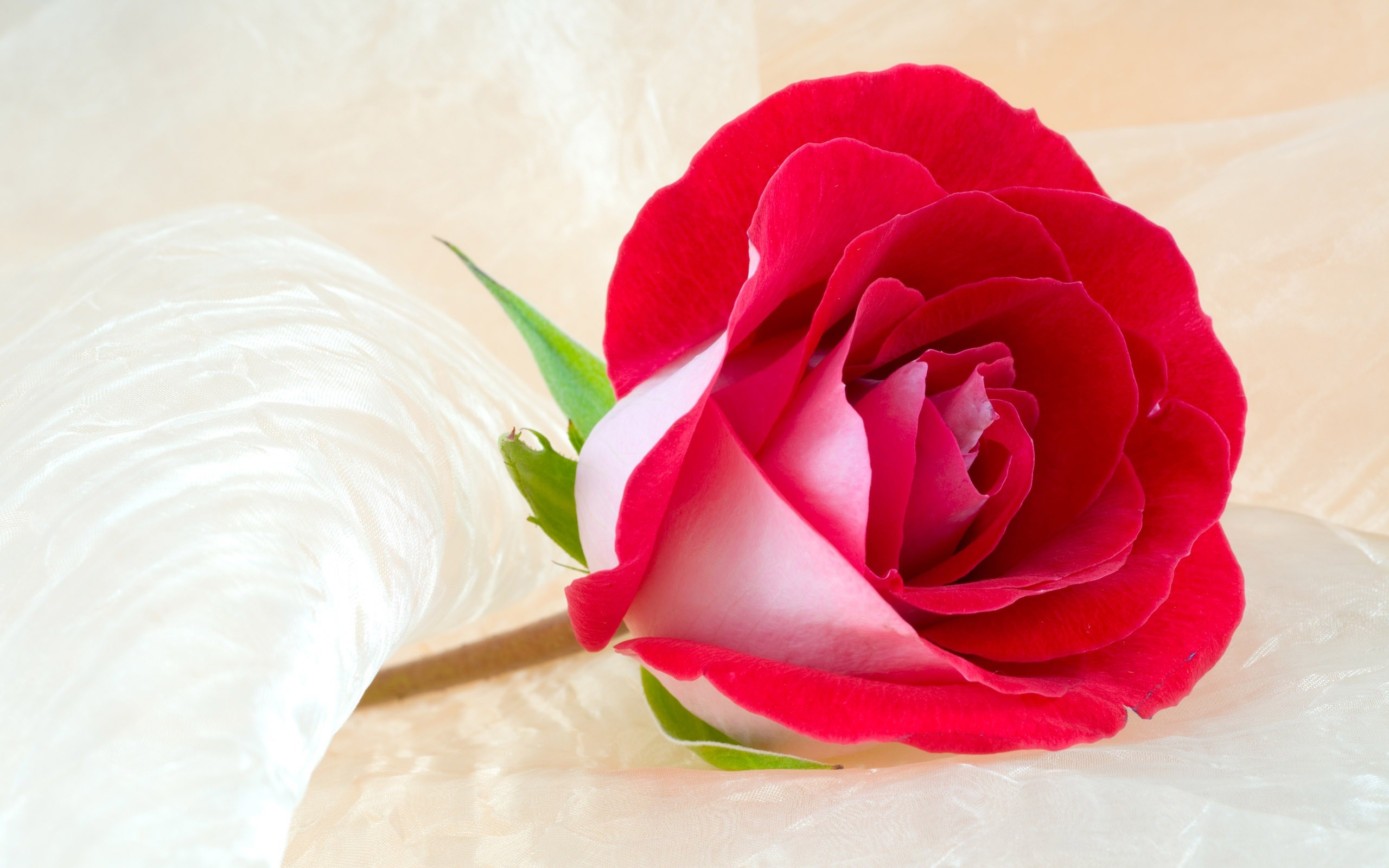 2560x1600 Rose Flower Most Beautiful Widescreen HD HD Wallpapers Rocks 