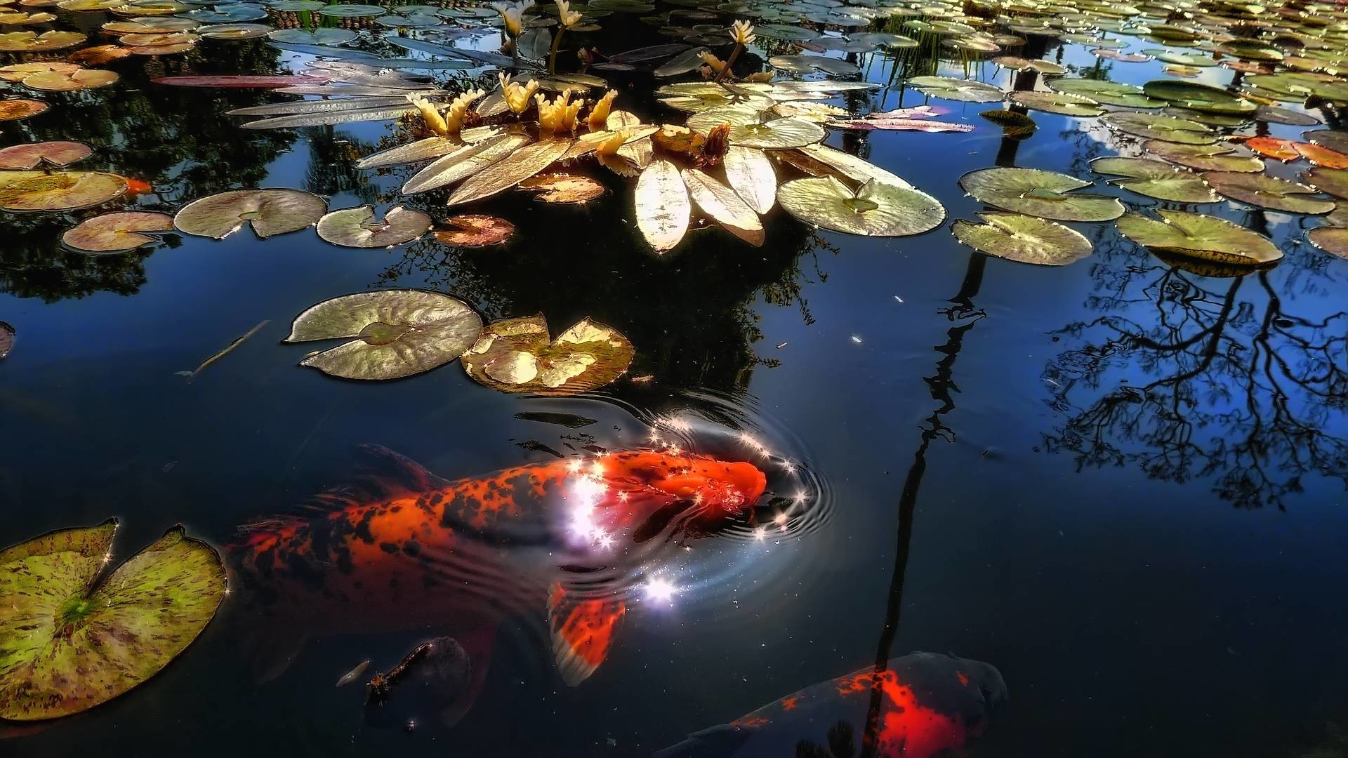 1920x1080 Images For > Hd Koi Wallpaper