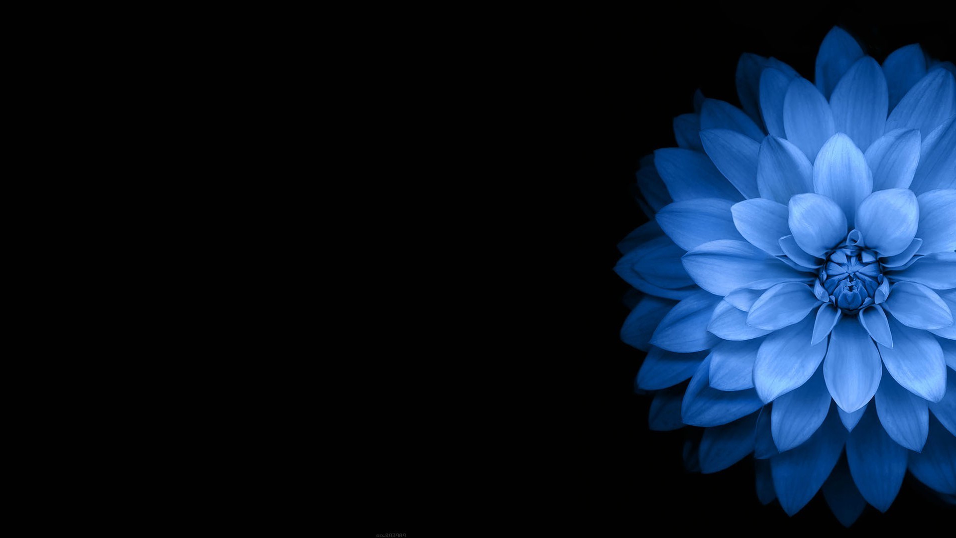 1920x1080 flowers, Blue, Black, Dark Wallpapers HD / Desktop and Mobile Backgrounds