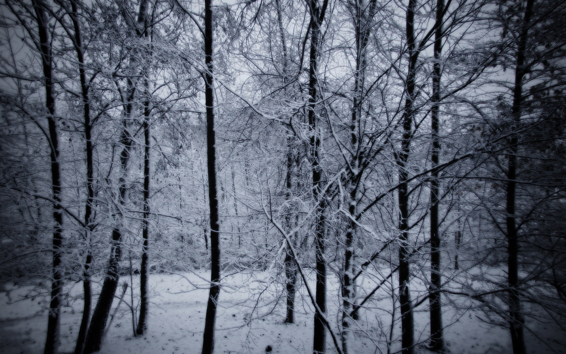 1920x1200 Snowy Forest Desktop Background Wallpaper