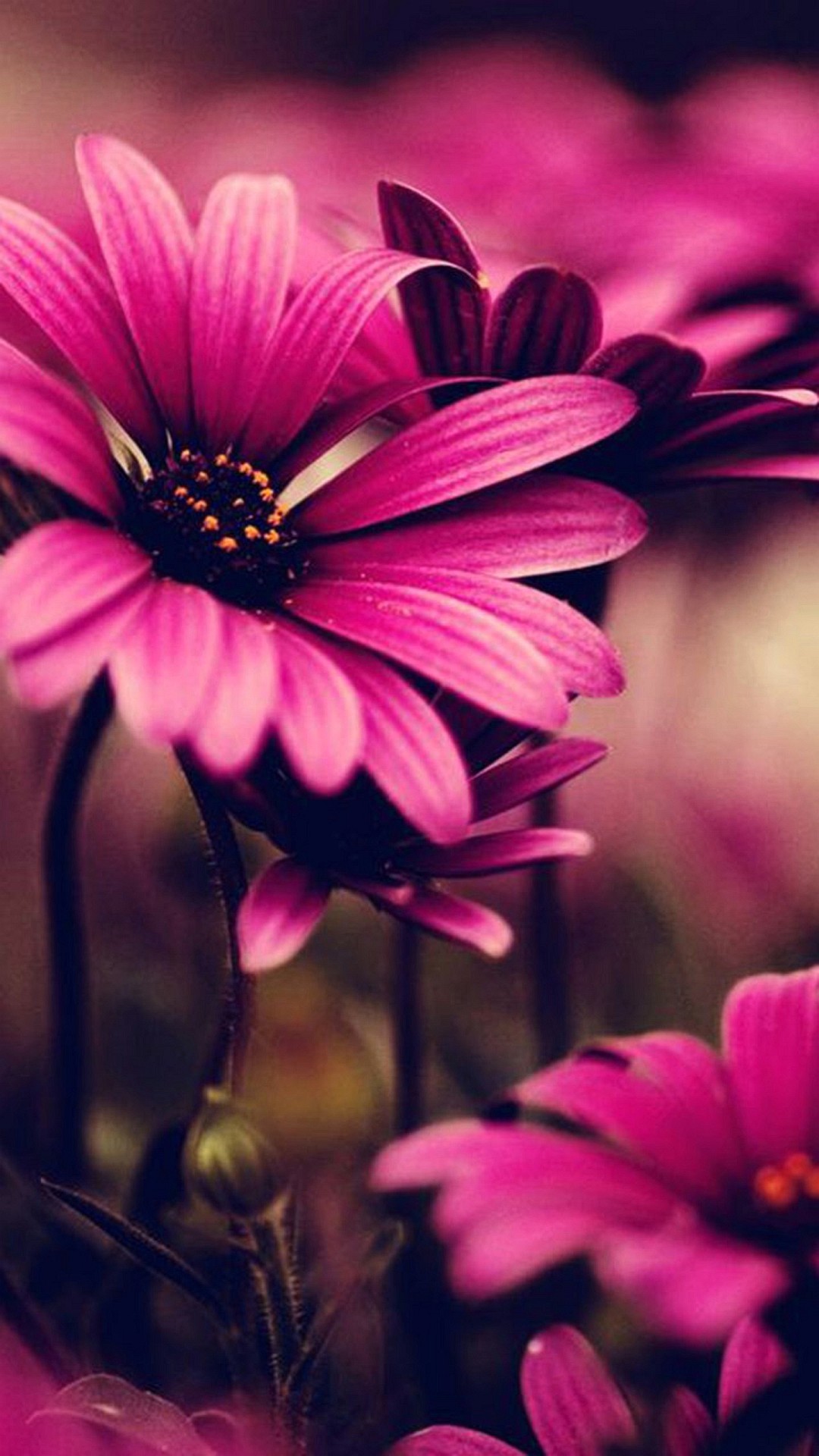 1080x1920 Pink Lovely Flower