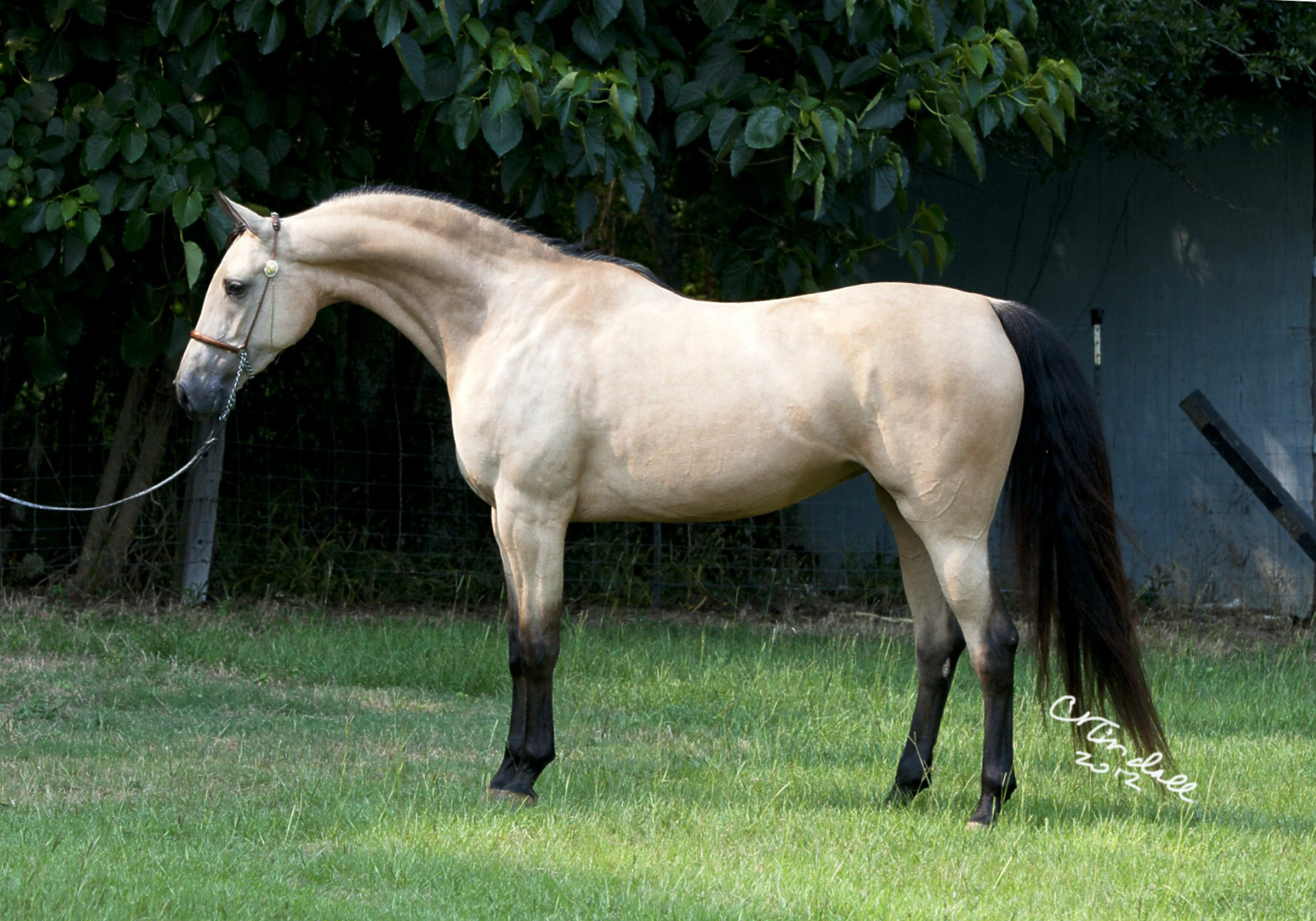 1920x1344 arabian horse