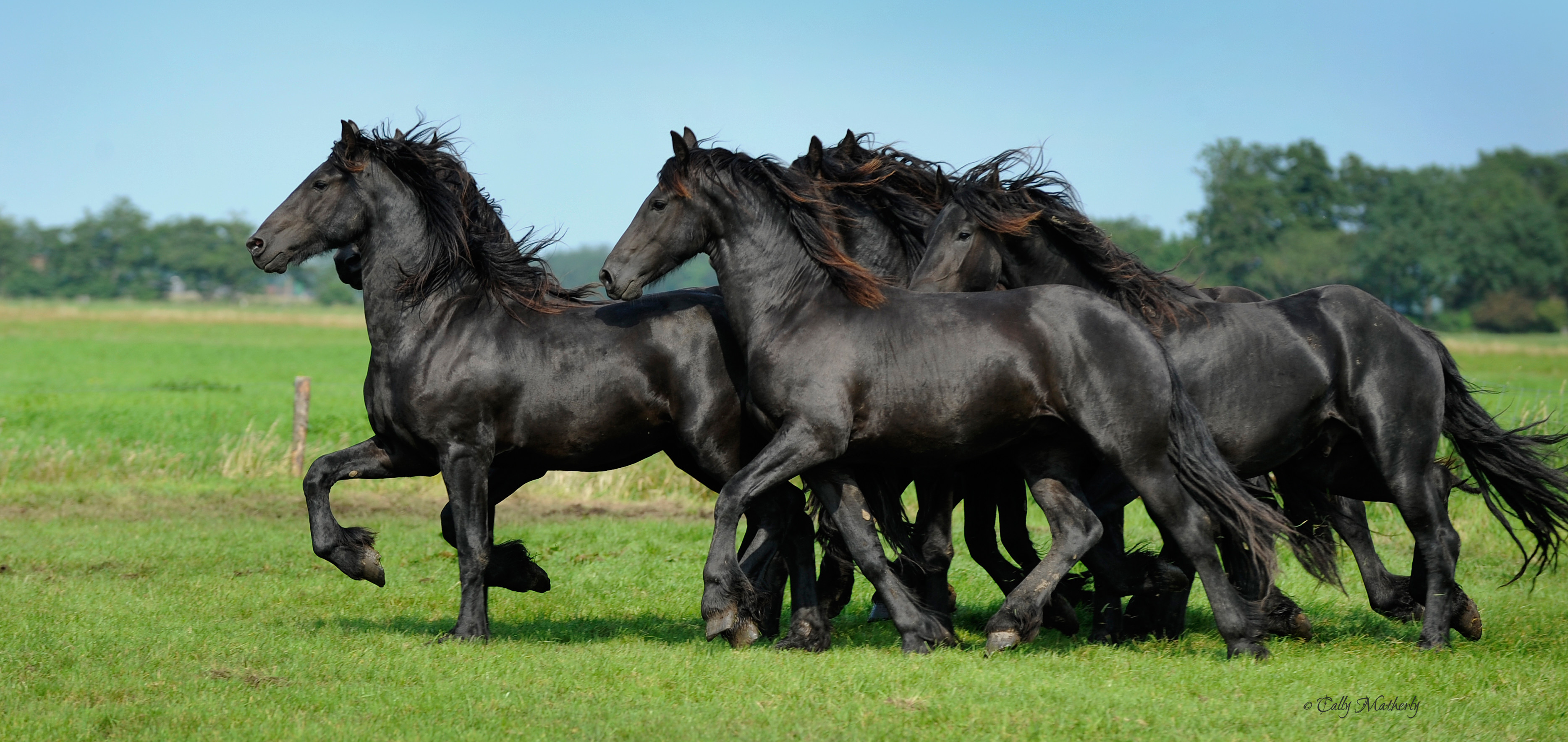 3735x1767 Beautiful black Friesian Horses. What a pretty shiny black coat!