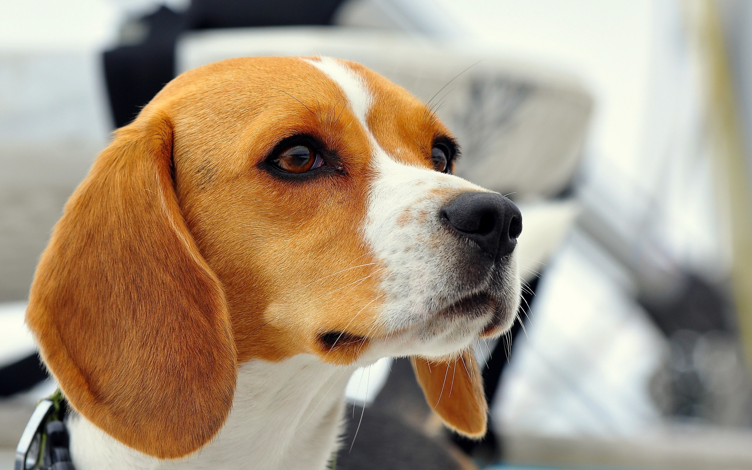 2560x1600 Beagles images Beagle HD wallpaper and background photos