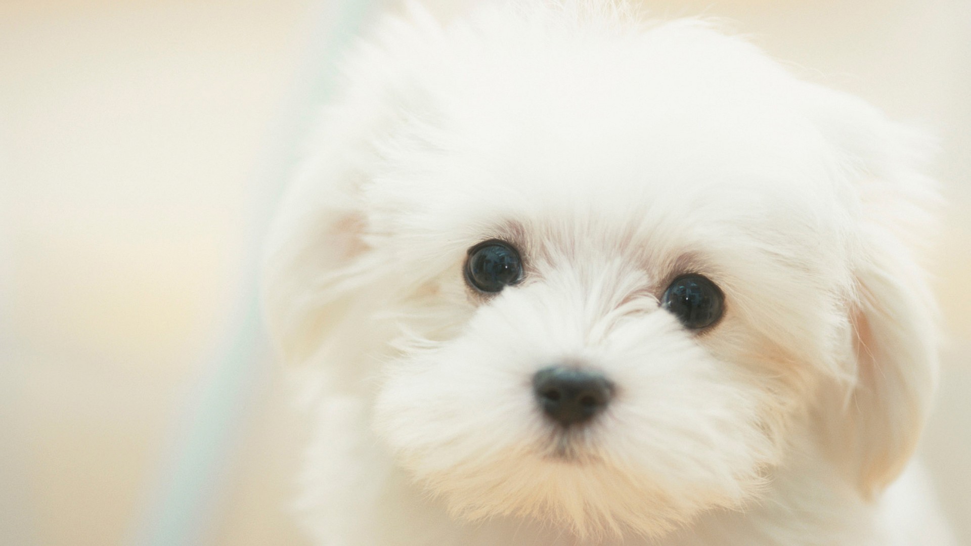 1920x1080 white puppy (1920 x 1080) Need #iPhone #6S #Plus #Wallpaper