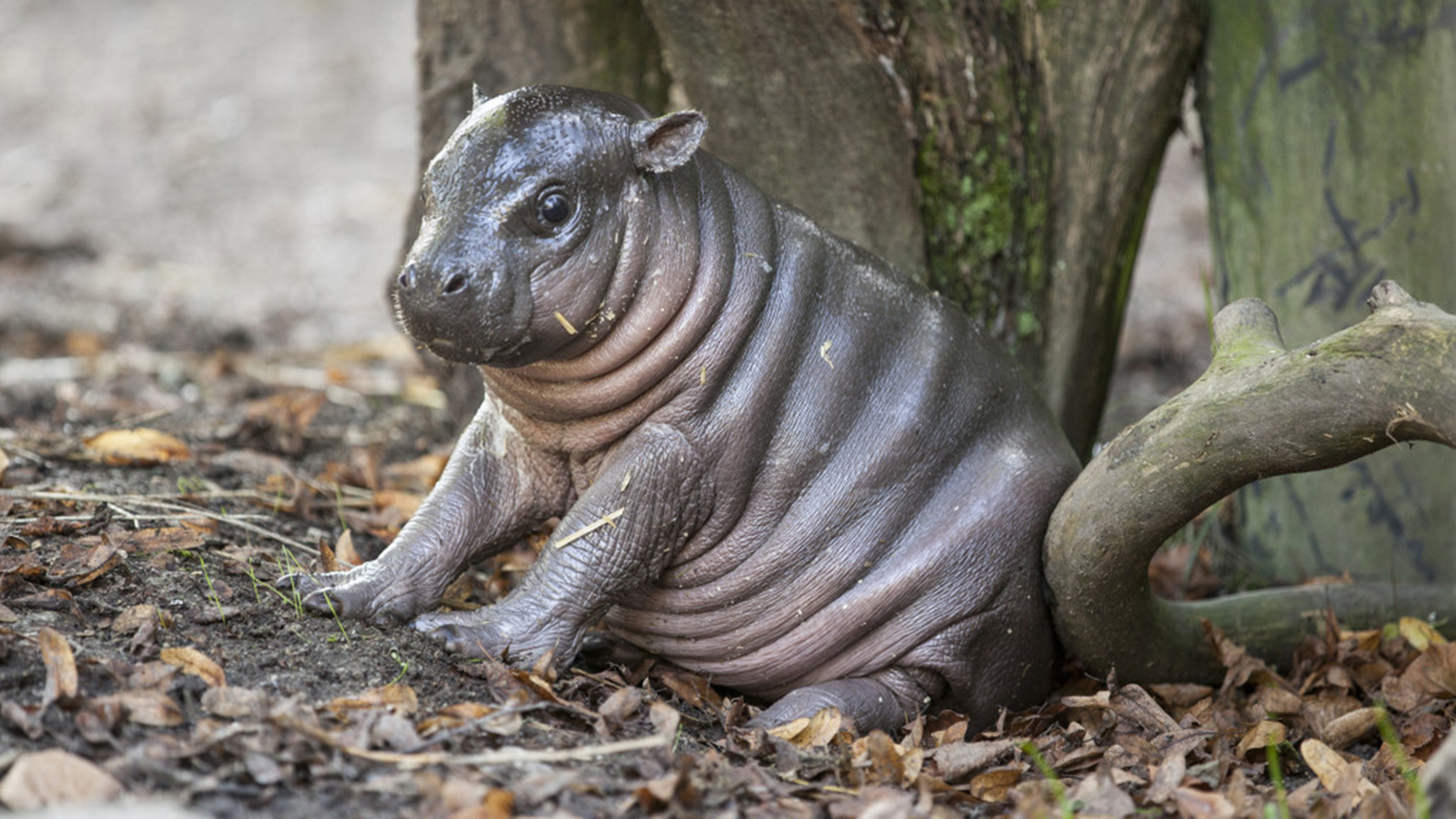 2500x1407 See why this adorable baby hippo has been nicknamed 'Michelin ...
