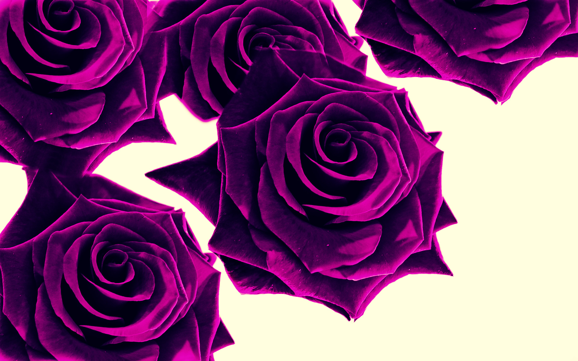 1920x1200 Purple Roses Wallpaper