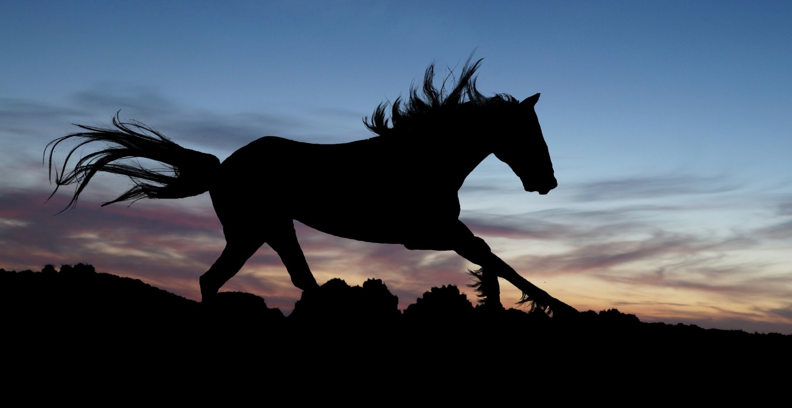 2560x1320 horse-in-the-night-wallpaper_1