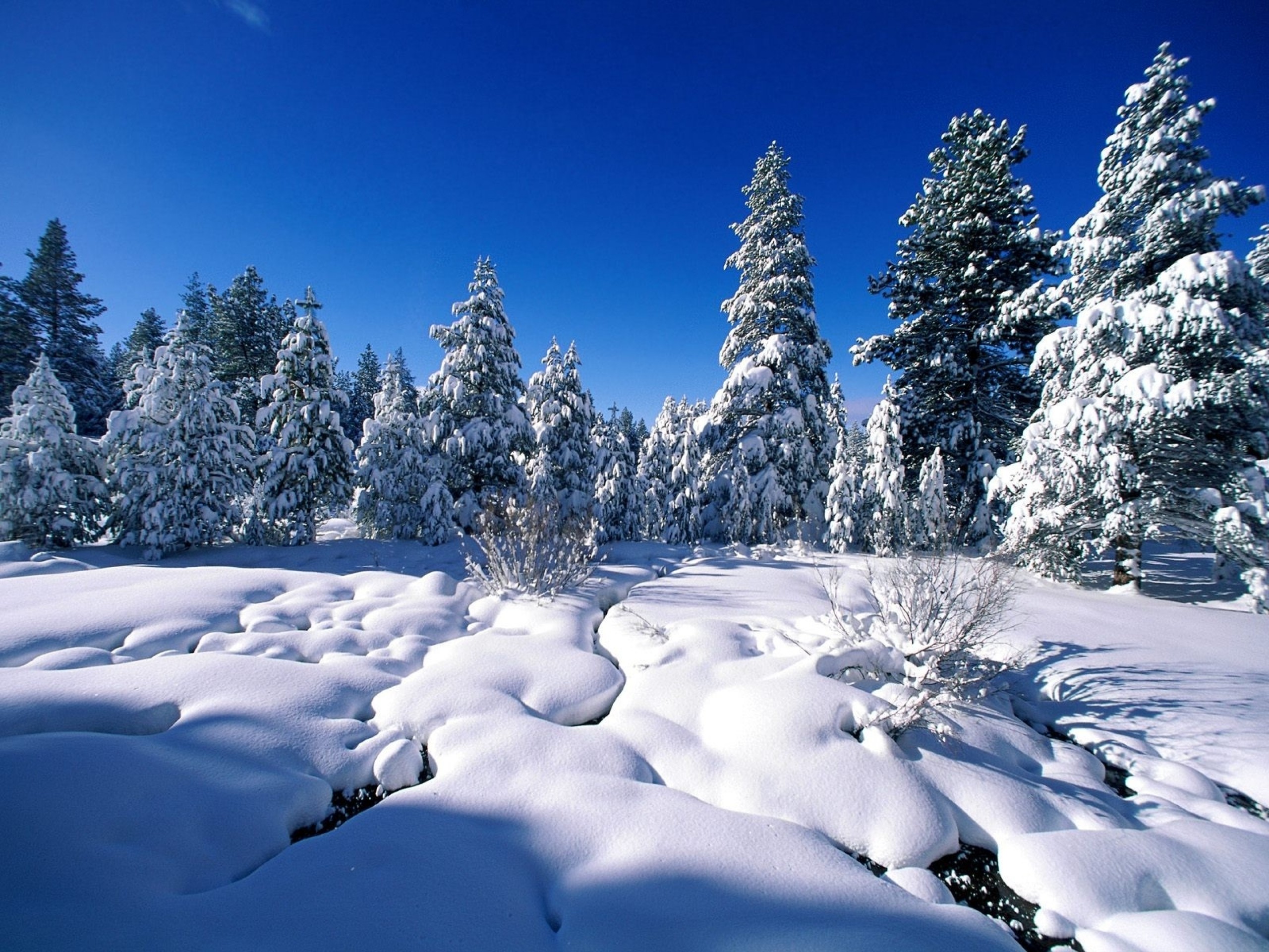 2560x1920  Snow Trees & Winter Scenic