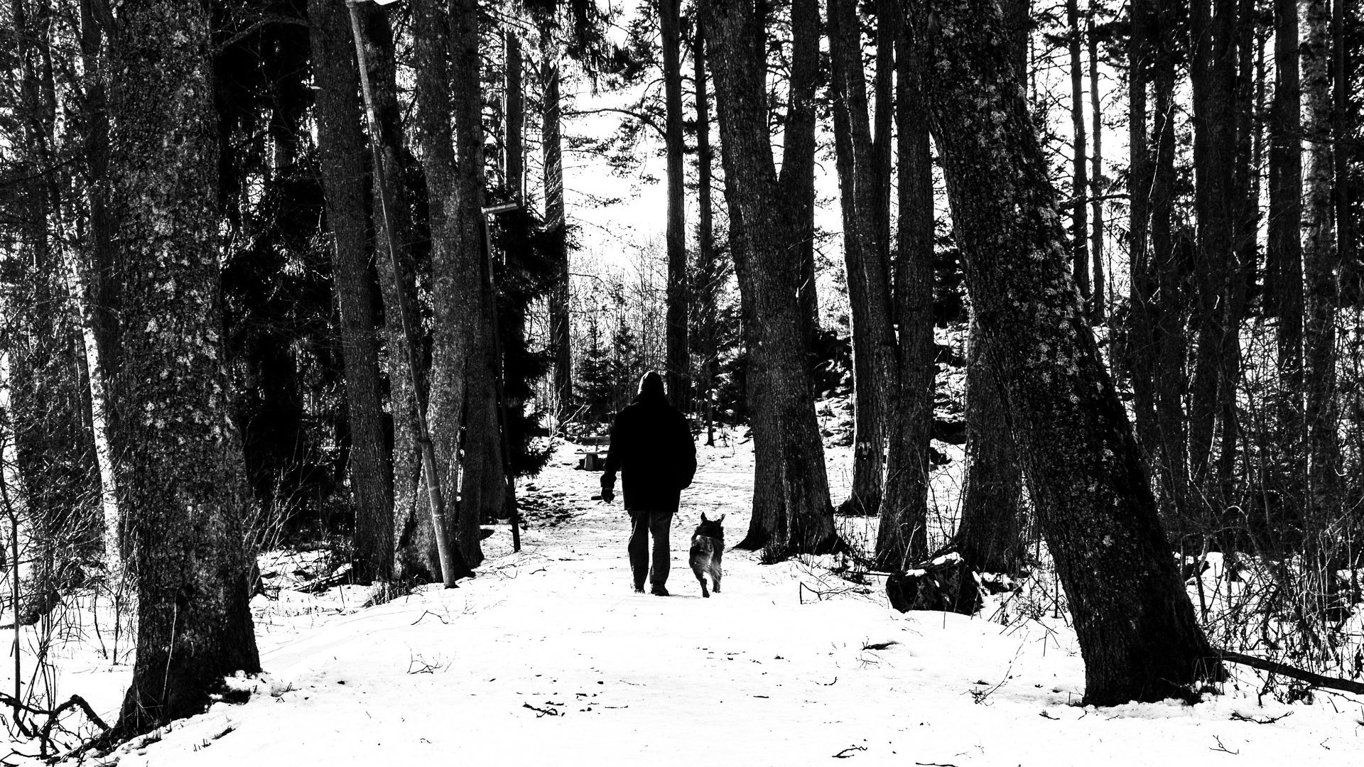 1920x1080 Dog Tag - Snow WalkerZ Walkers Winter Day Walking Walk Jungle Man Dog Walker  HD Wallpapers