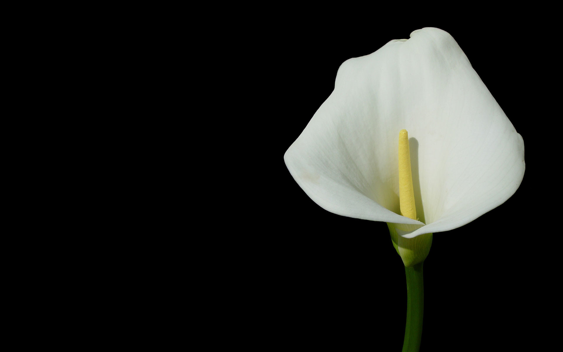 1920x1200 Calla Flower HD wallpapers in high quality and additional high resolution  Full HD Calla Flower wallpapers