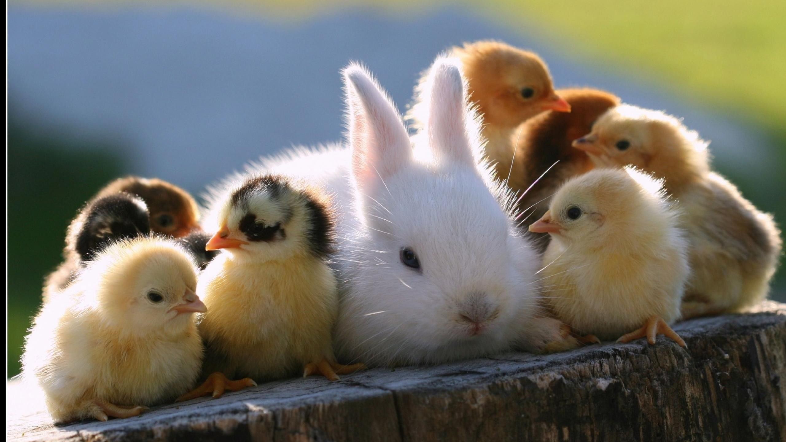 2560x1440 Baby Rabbits And Baby Chickens #3441 Wallpaper | AWS HD Wallpapers