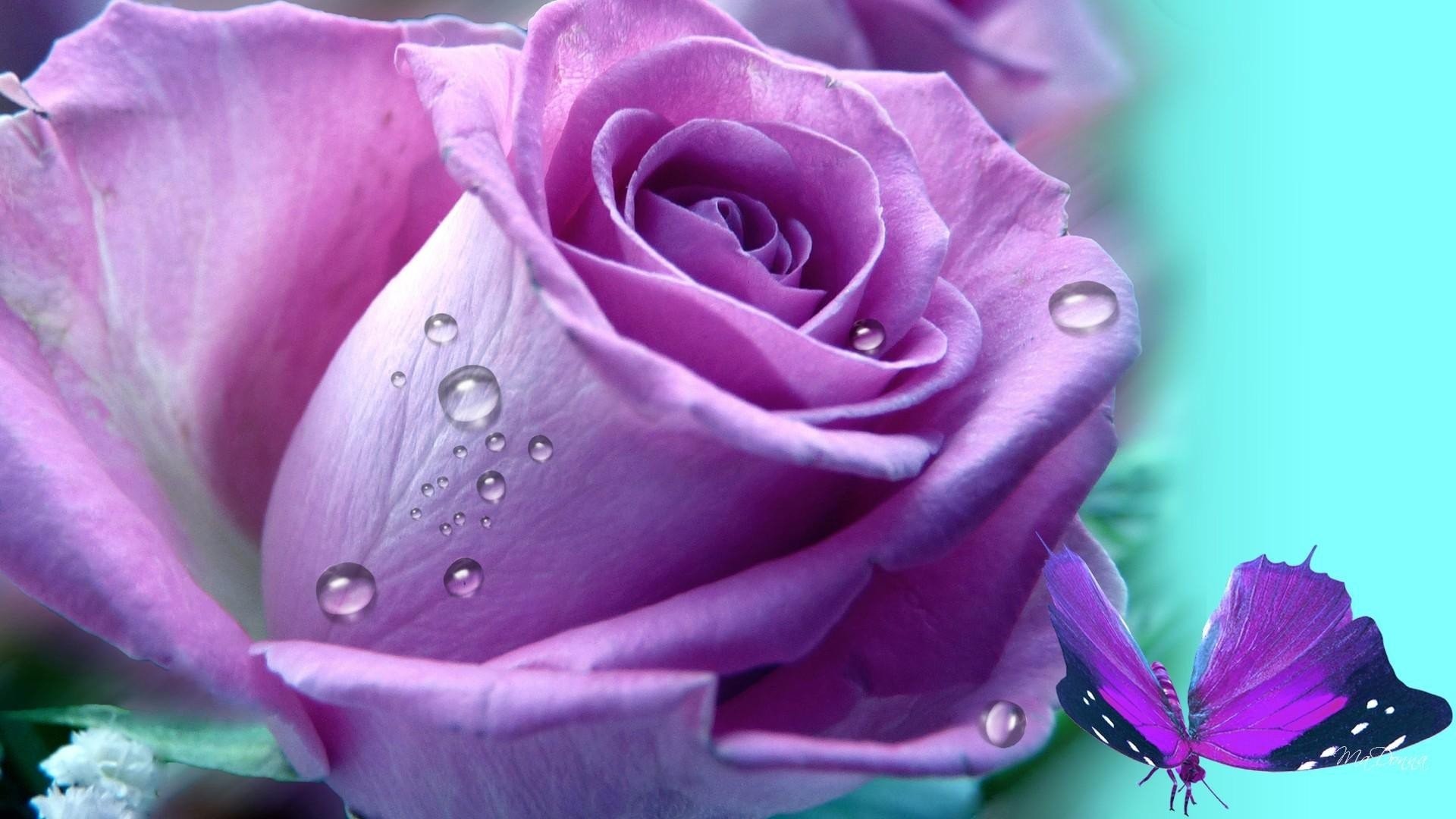 1920x1080 KÃ¼nstlerisch - Rose KÃ¼nstlerisch Schmetterlinge Purple Flower Blume  Wassertropfen Wallpaper