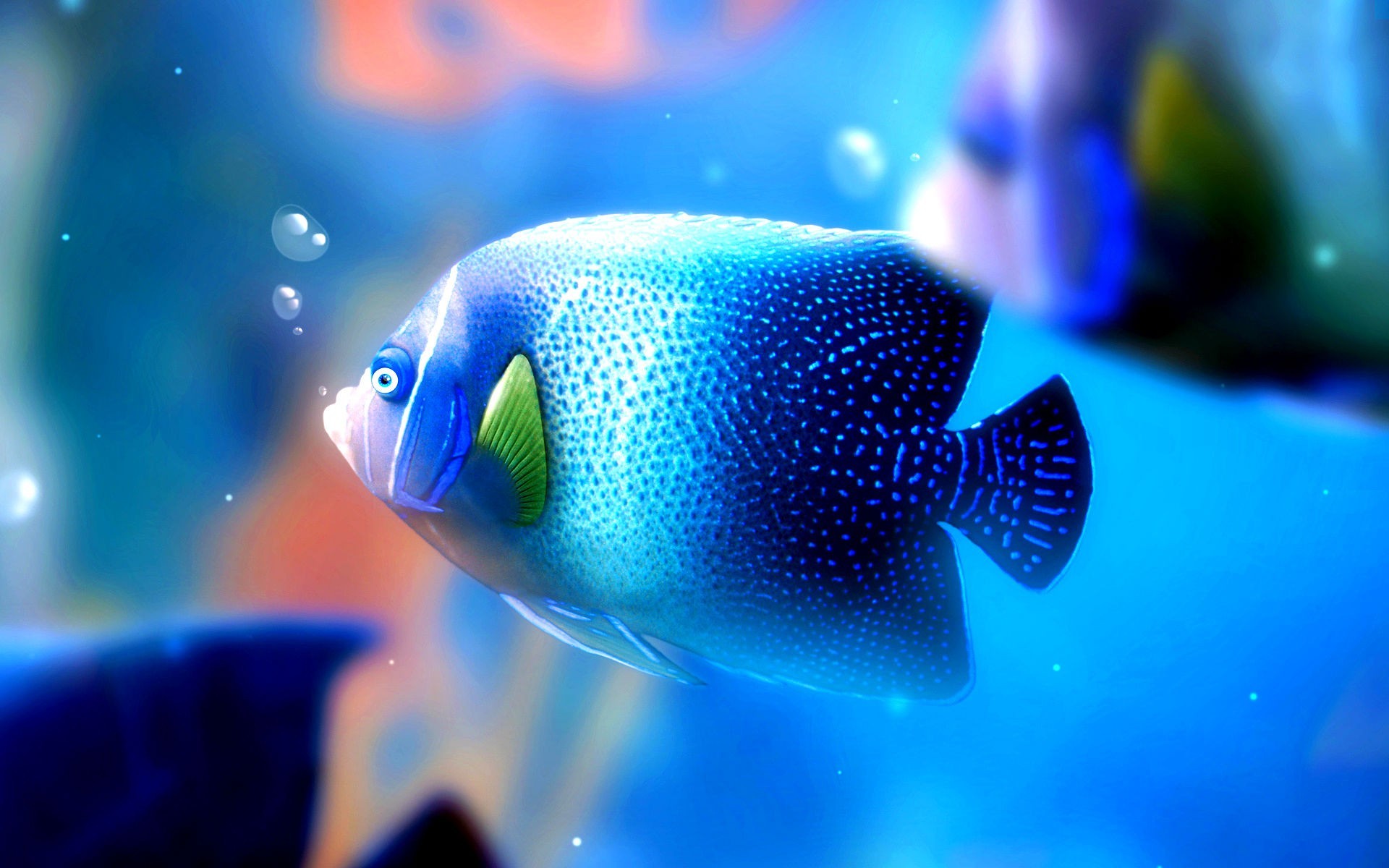 1920x1200 Fish Under water desktop wallpapers | Daily pics update | HD .