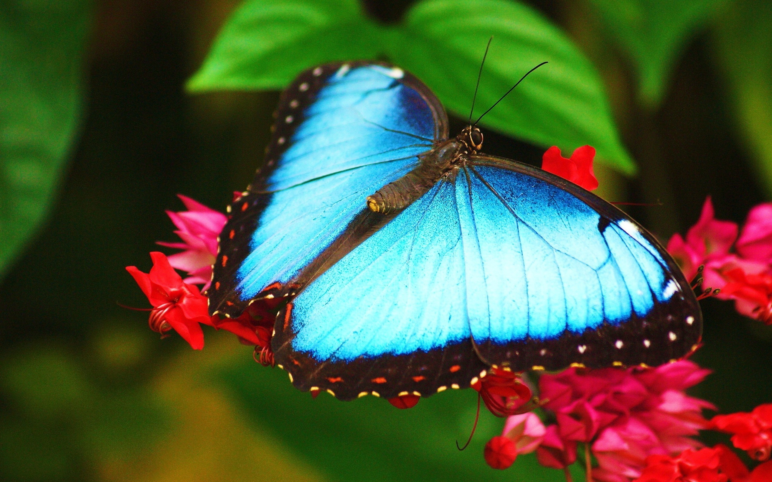 2560x1600 Butterfly Wallpapers, Pictures, Images