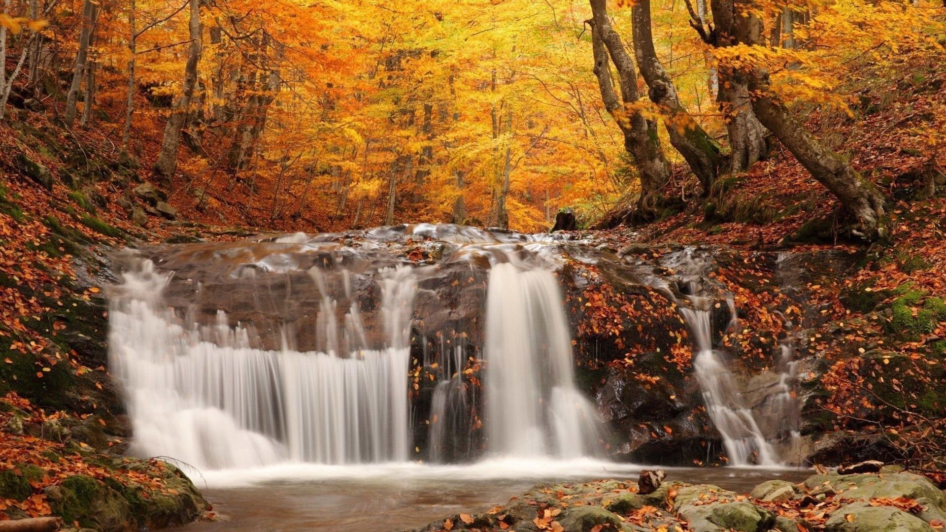 1920x1080 Forest Forests Golden Waterfalls Falls Nature Waterfall Background Hd