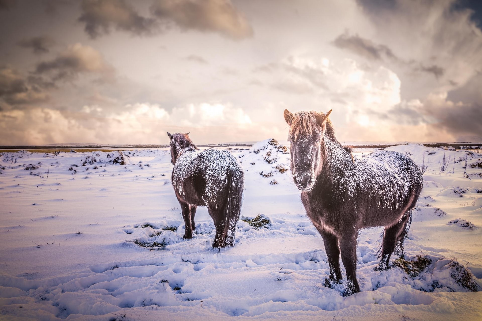 1920x1280 horse horses animals iceland snow winter the field nature