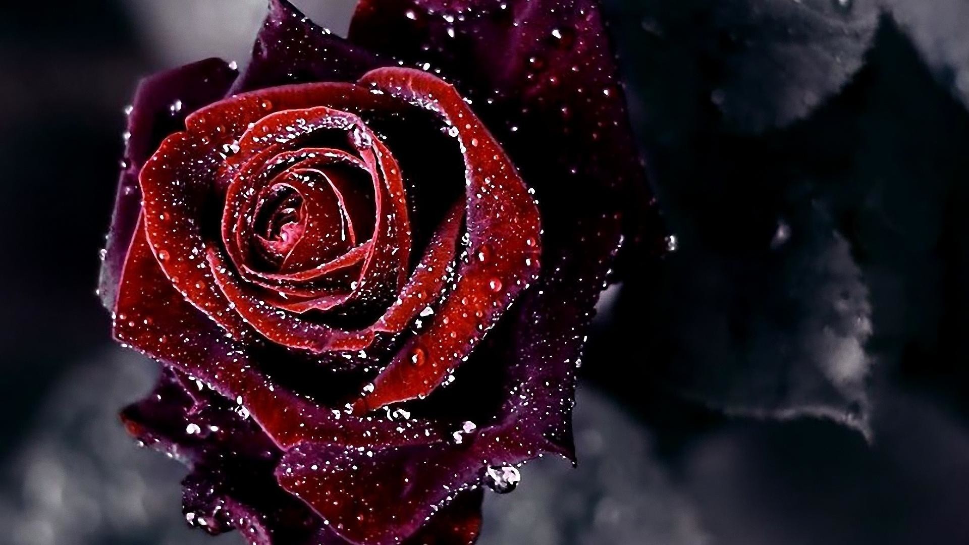 1920x1080 Black Roses Background â 