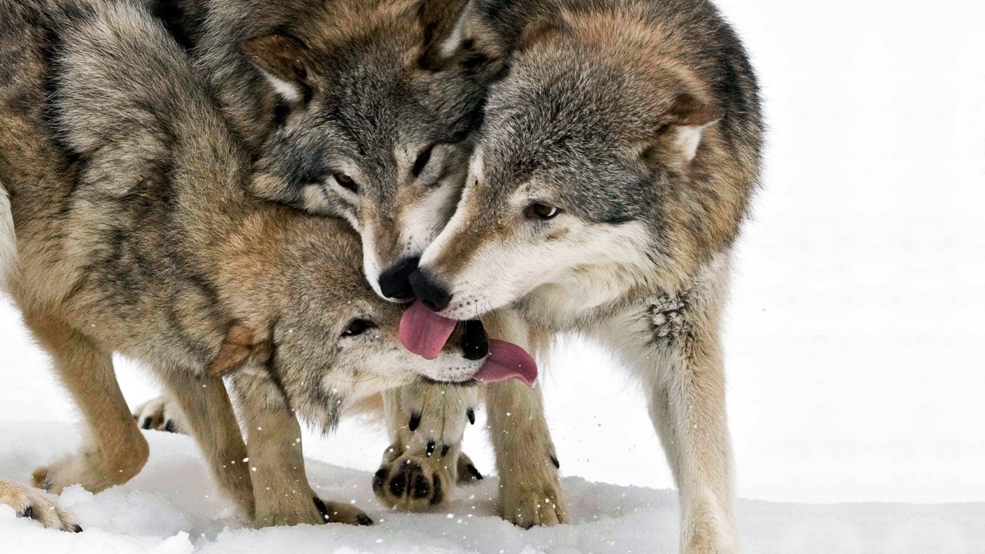 1920x1080 wolves, couple, predators; wolf, tongue, lick