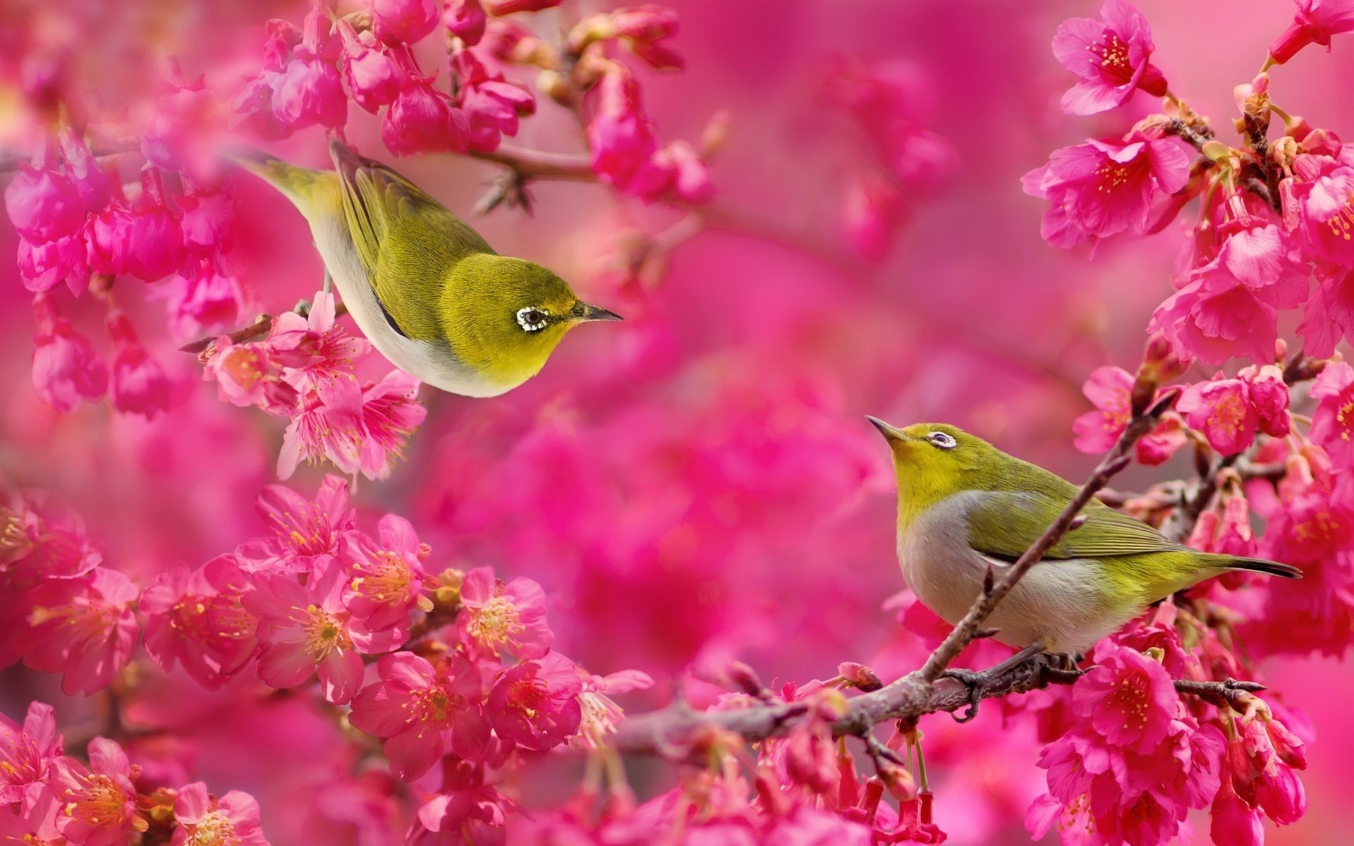Wallpaper Birds And Flowers 61 images