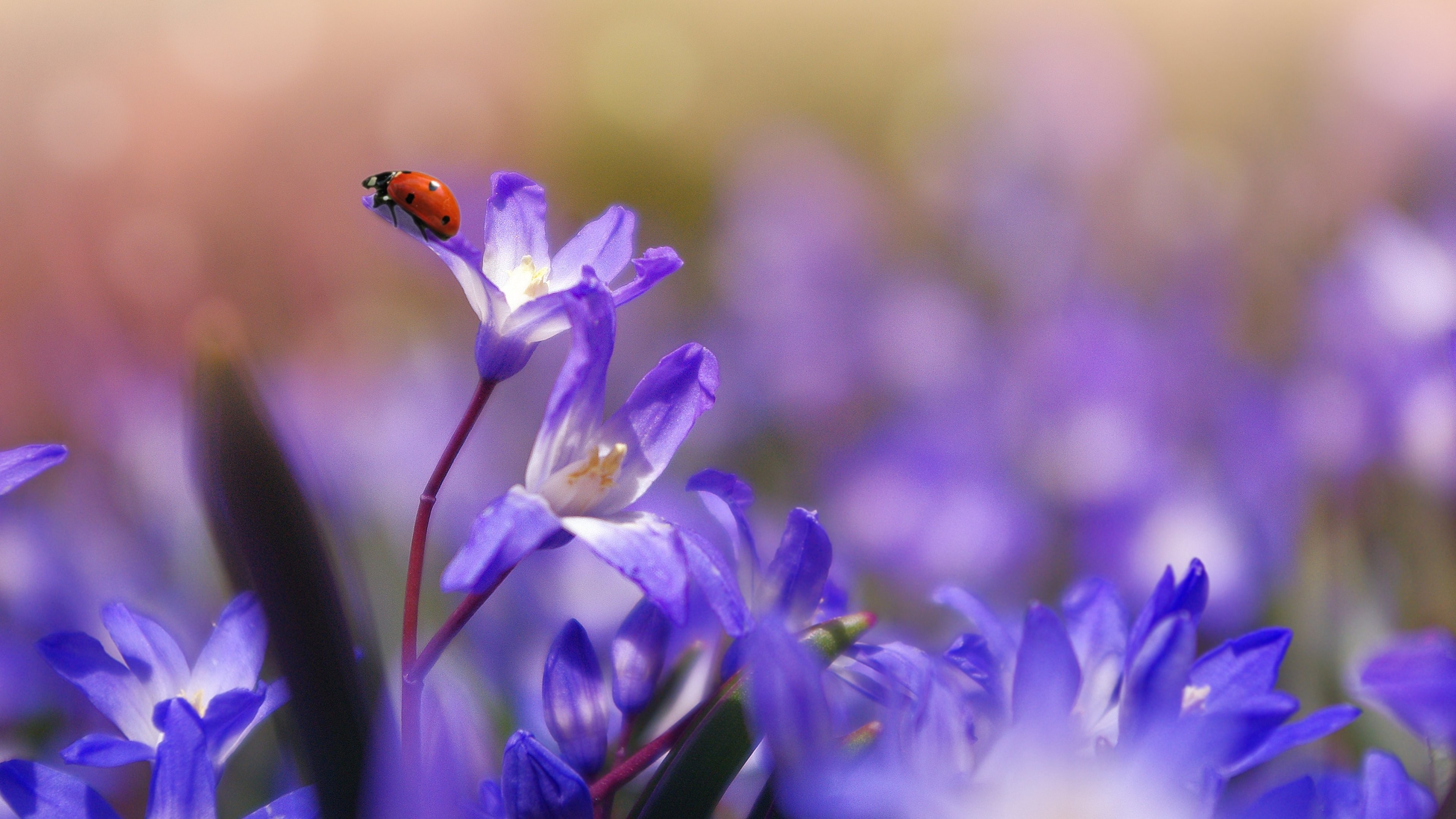 3840x2160 Ladybug on Purple Flower