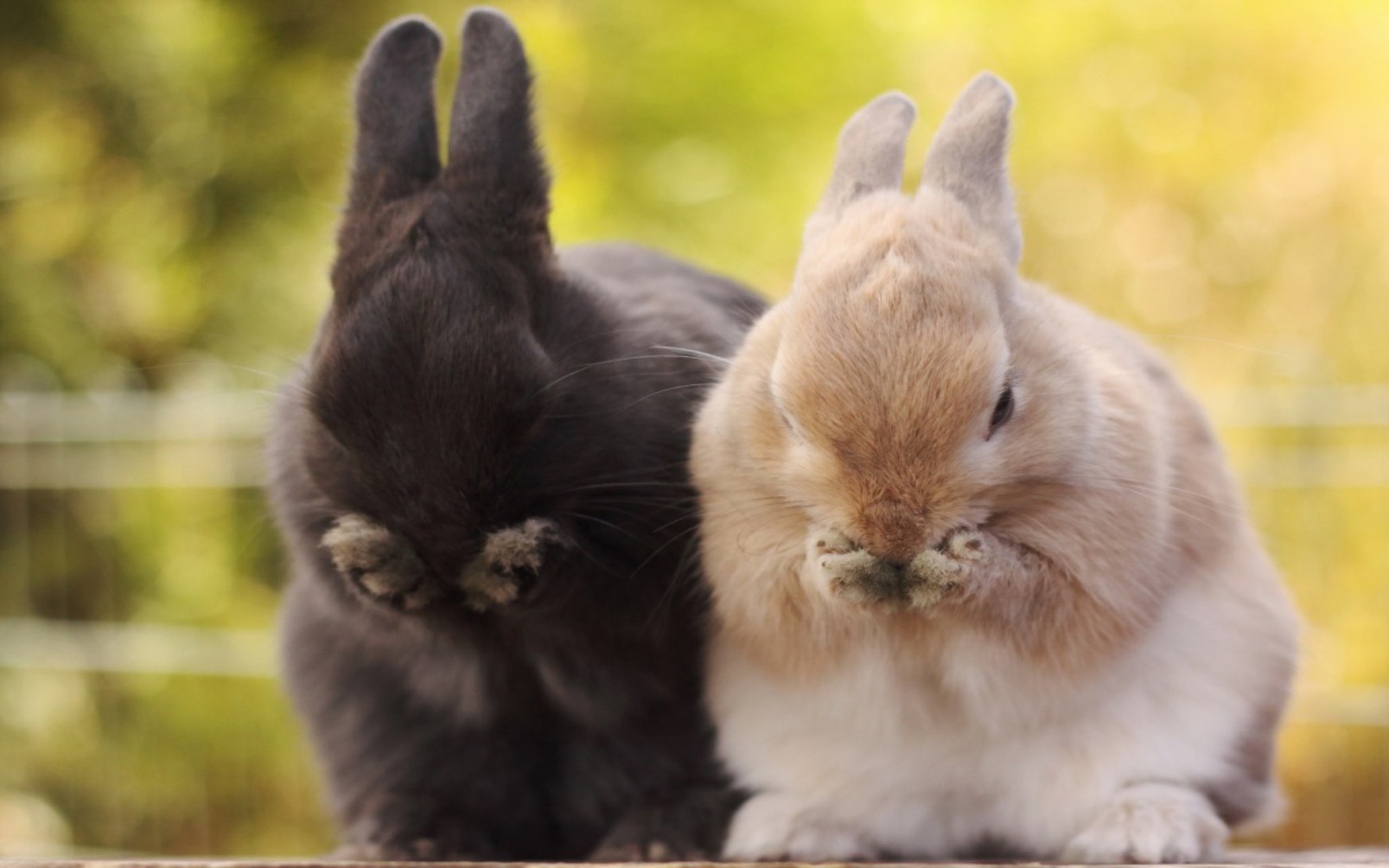 Cute bunnies cute rabbit flower bunny rodent HD wallpaper  Peakpx