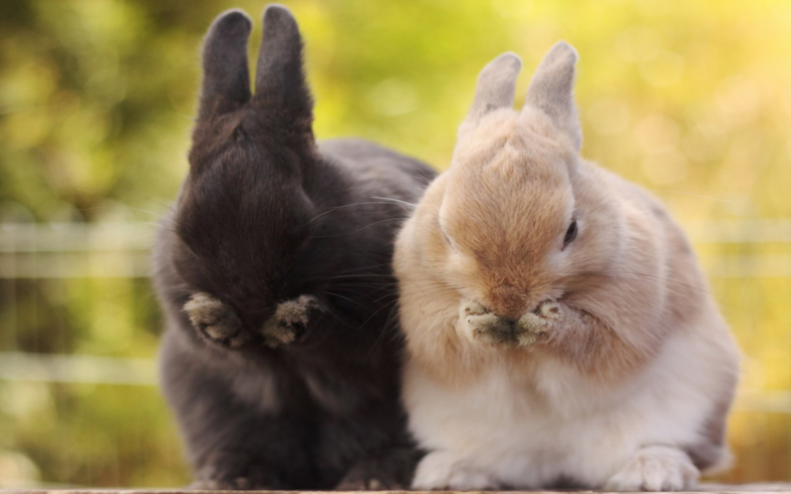 500 Rabbit Pictures HD  Download Free Images on Unsplash