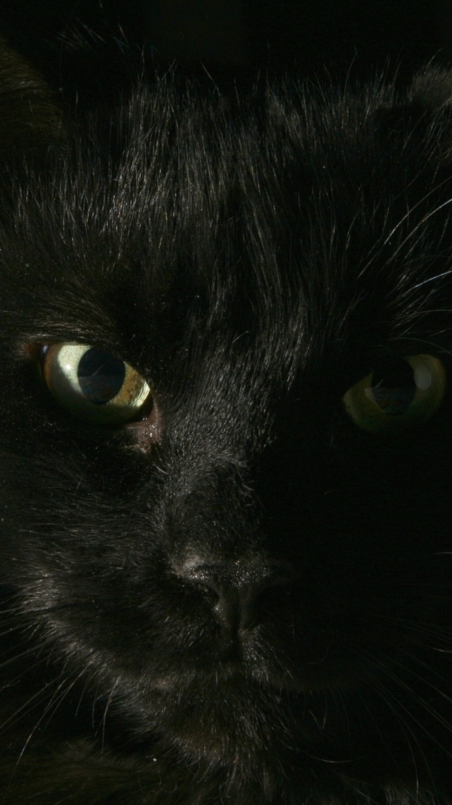 1440x2560  Wallpaper black, cat, face, fat, look