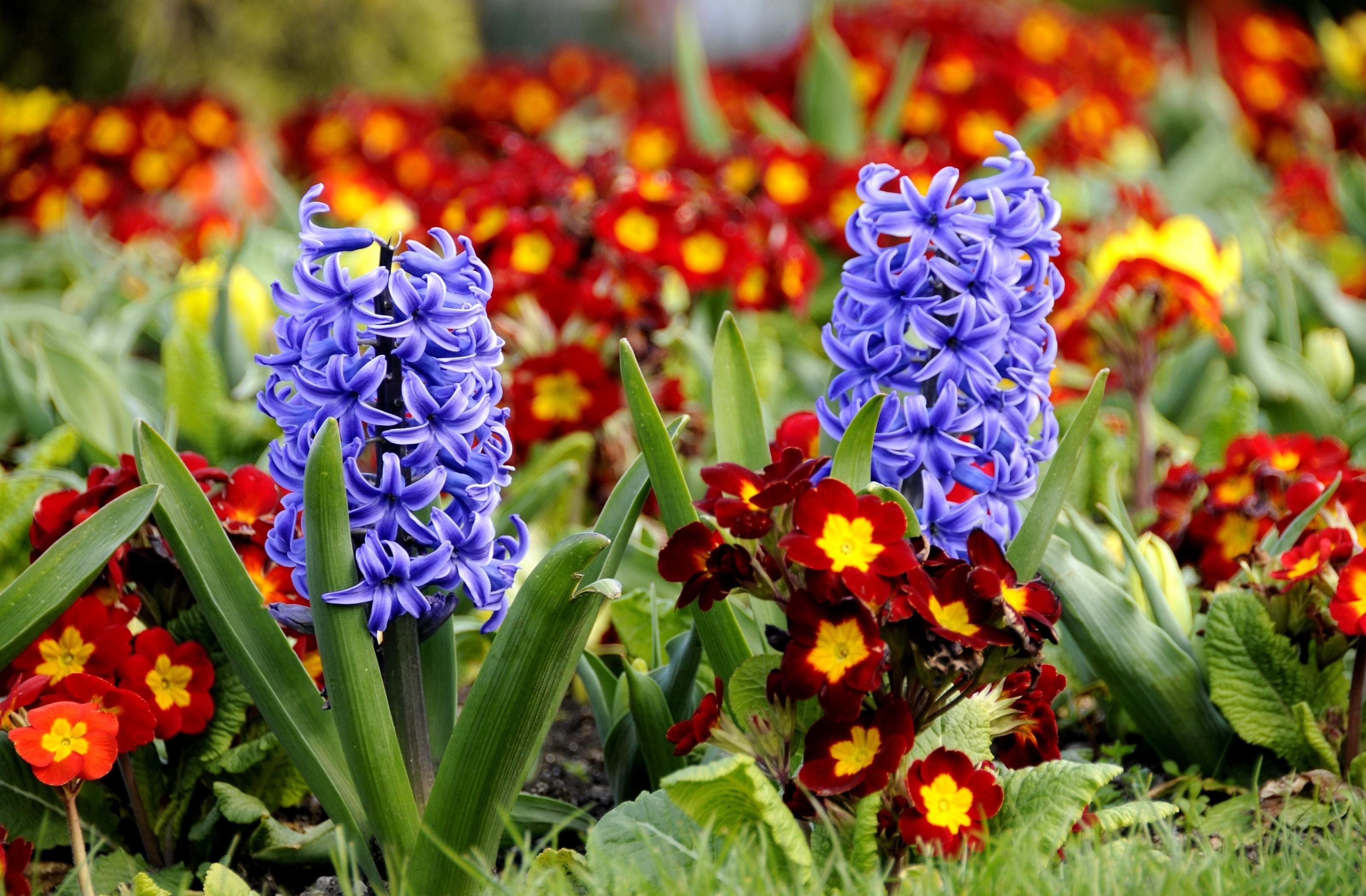 3200x2100 beautiful flower hyacinth. Â«Â«