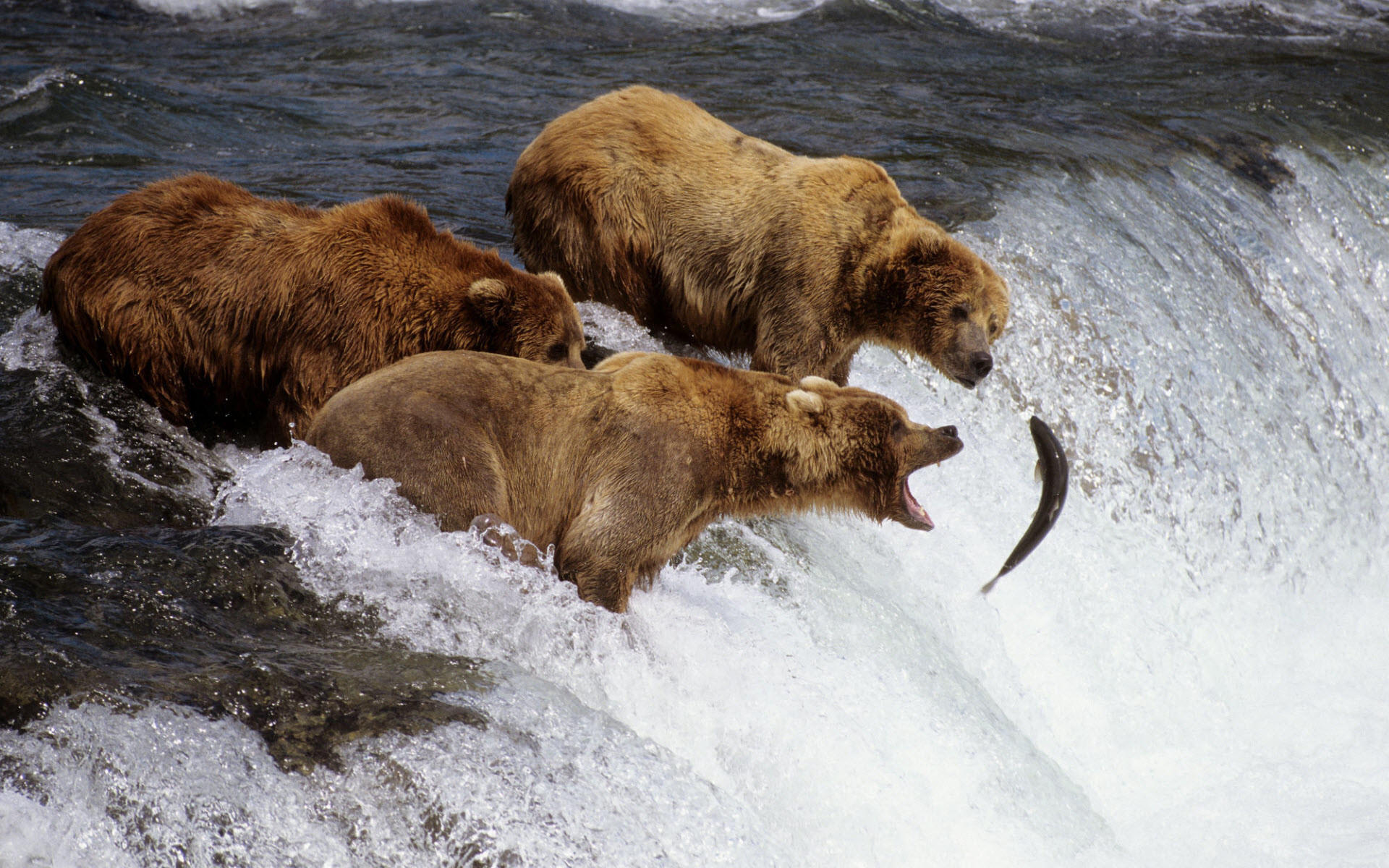 1920x1200 Brown Bears Alaska