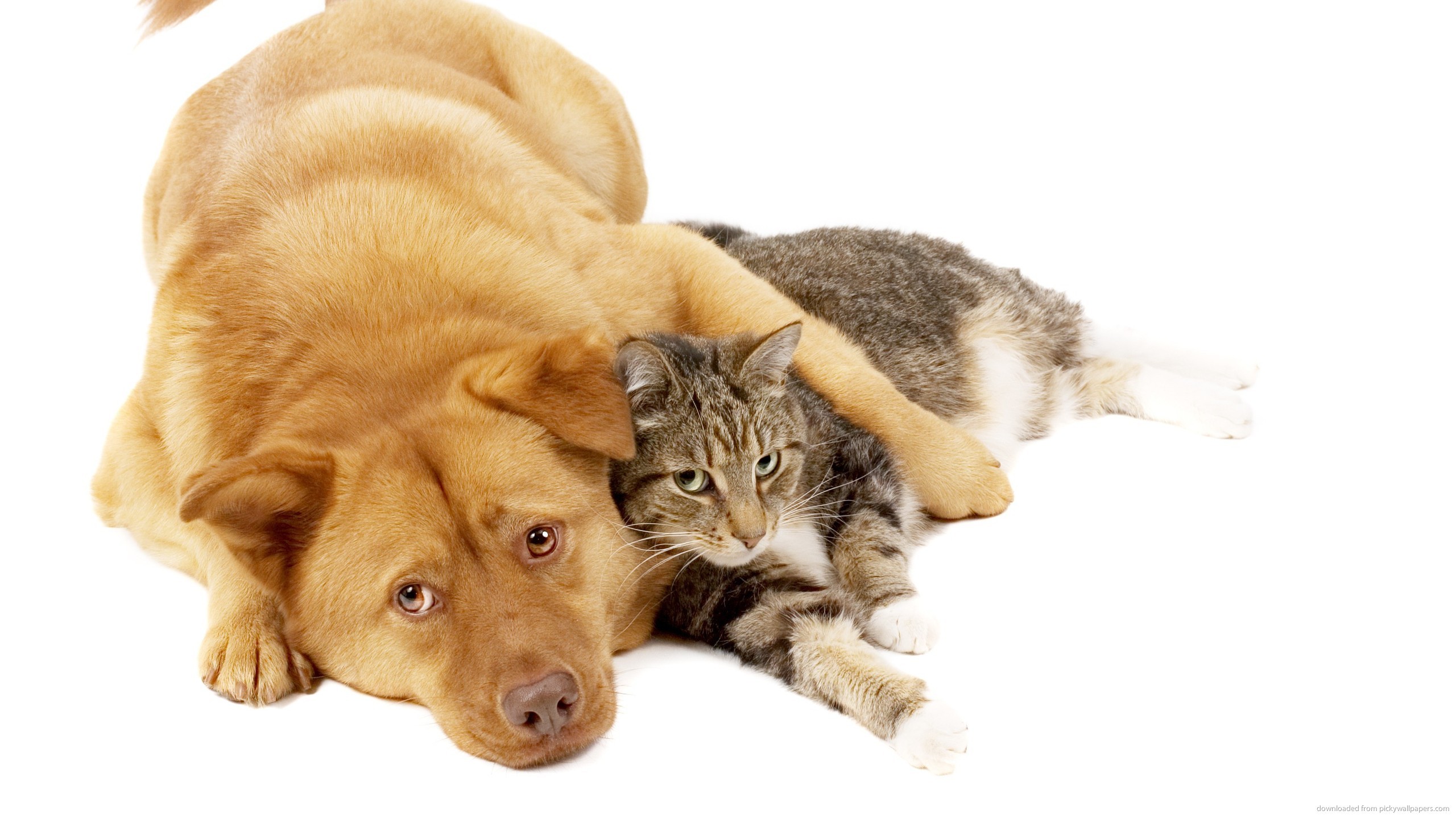 2560x1440 Dog and cat for 