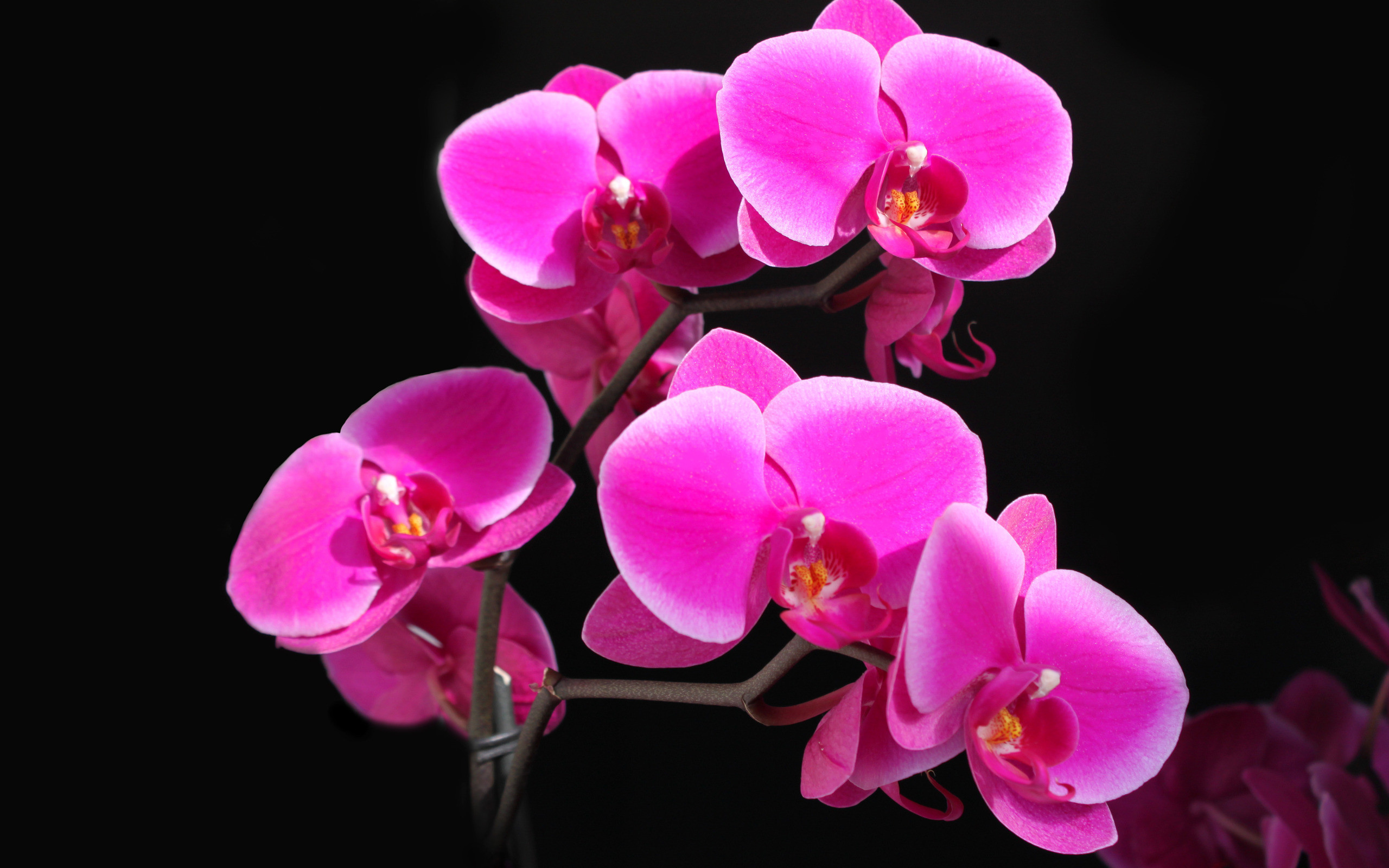 2560x1600 pink wallpaper web: Black Wallpaper With Pink Flowers