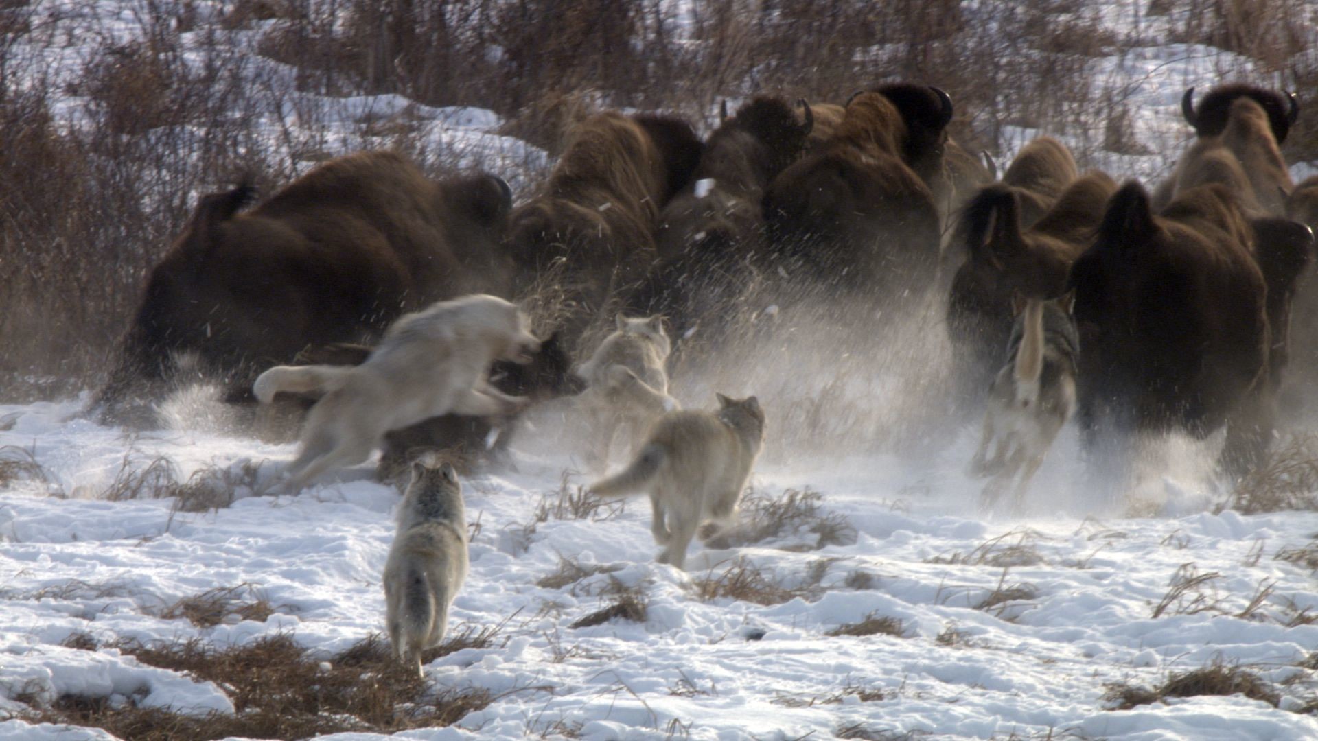 1920x1080 Nature (Season 31) - Cold Warriors: Wolves and Buffalo | Press Release |  Pressroom | THIRTEEN