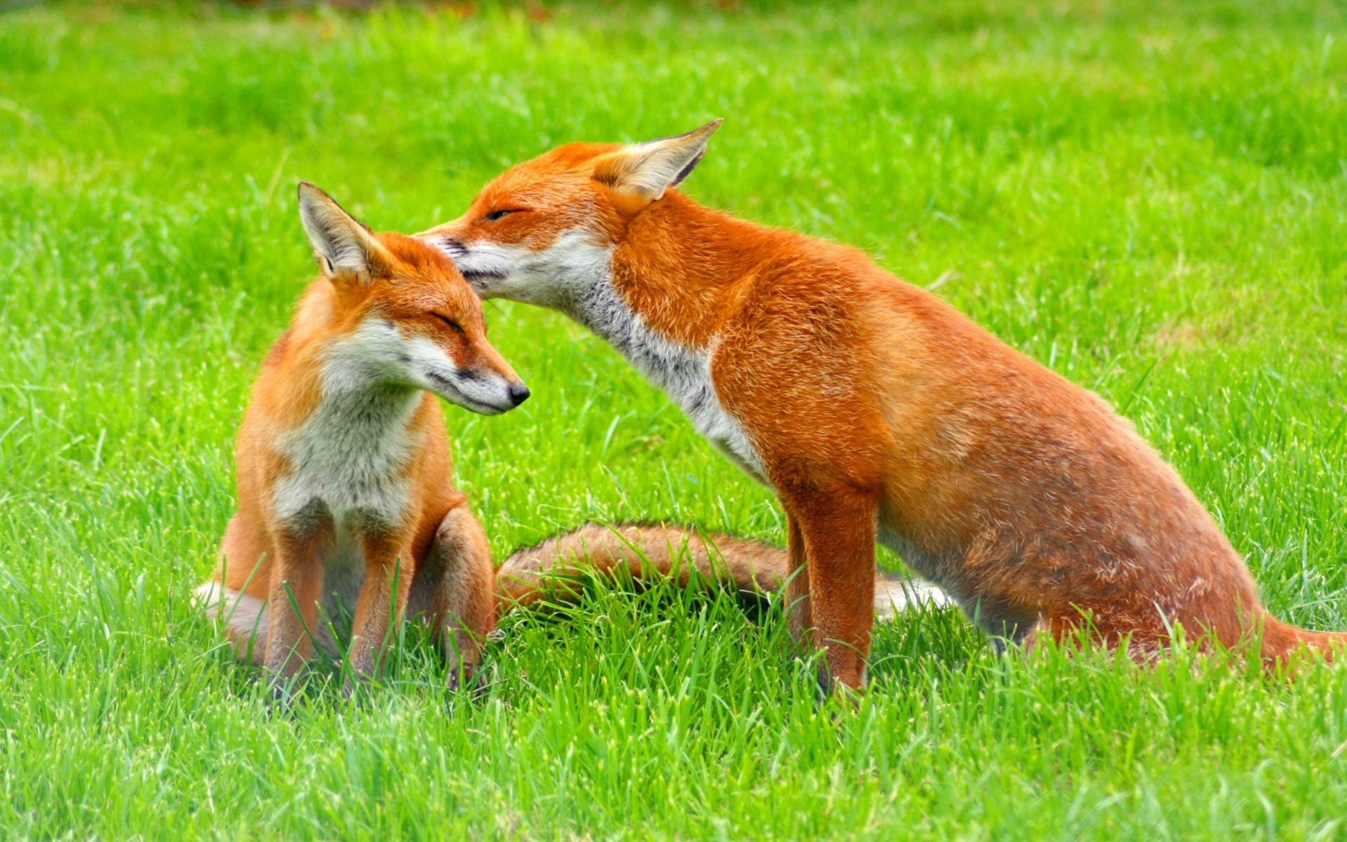 1920x1200 Red Fox & Cub