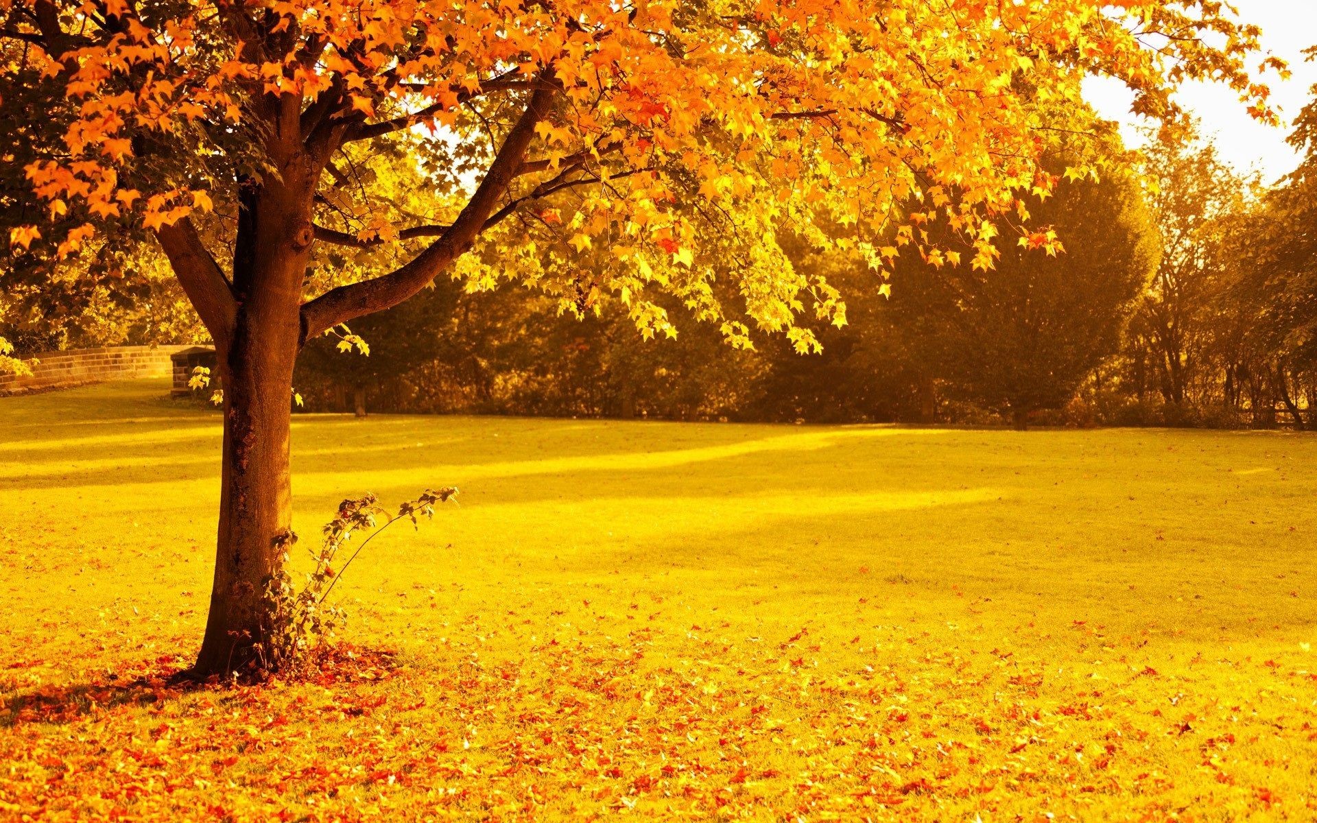 1920x1200 HQ Wallpapers Plus provides different size of Yellow Autumn Trees Hd  Wallpapers. You can easily to download high quality wallpapers in  widescreen for your ...