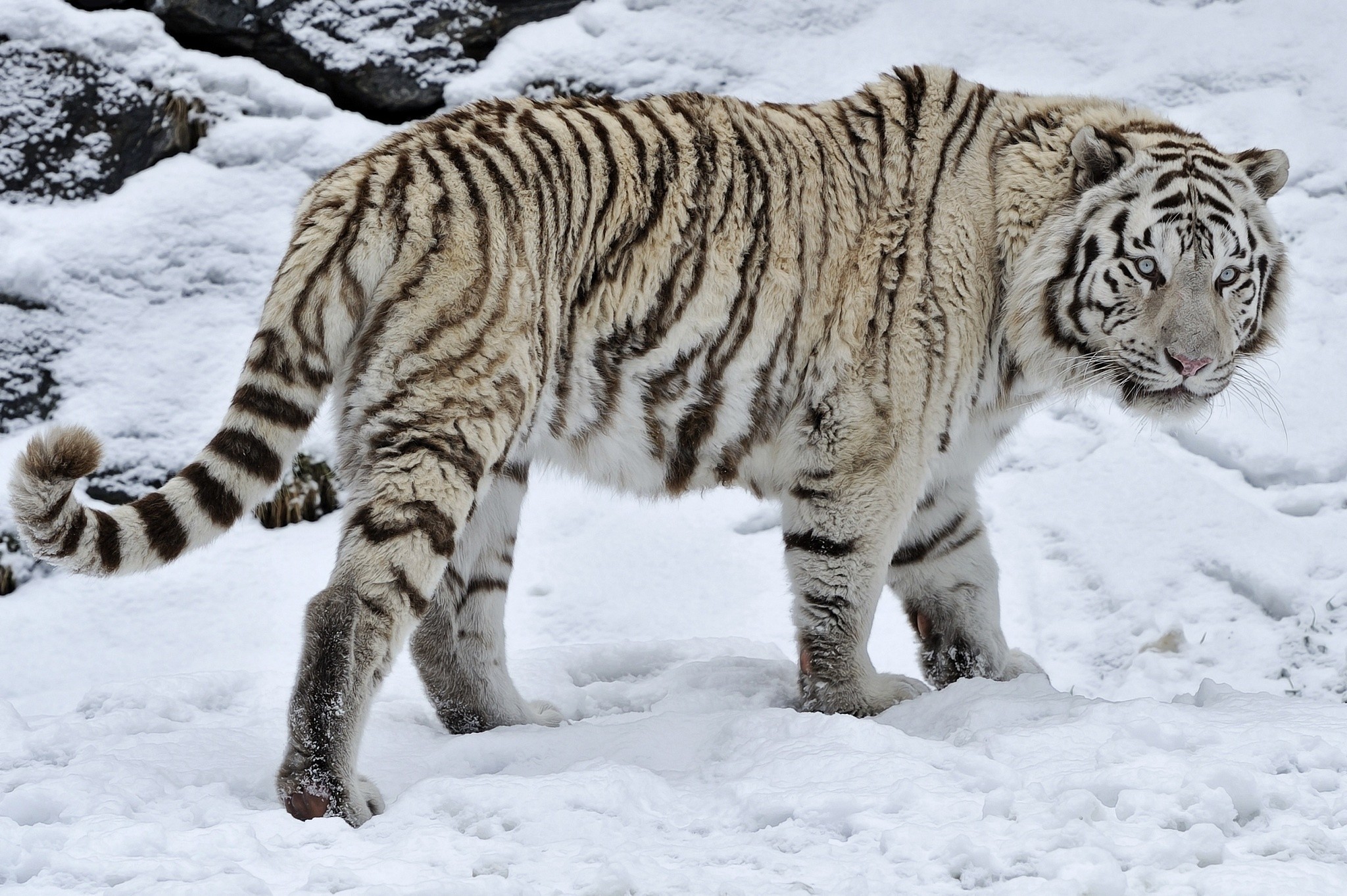 2048x1363 White tiger tiger wild cat snow winter wallpaper |  | 210750 |  WallpaperUP
