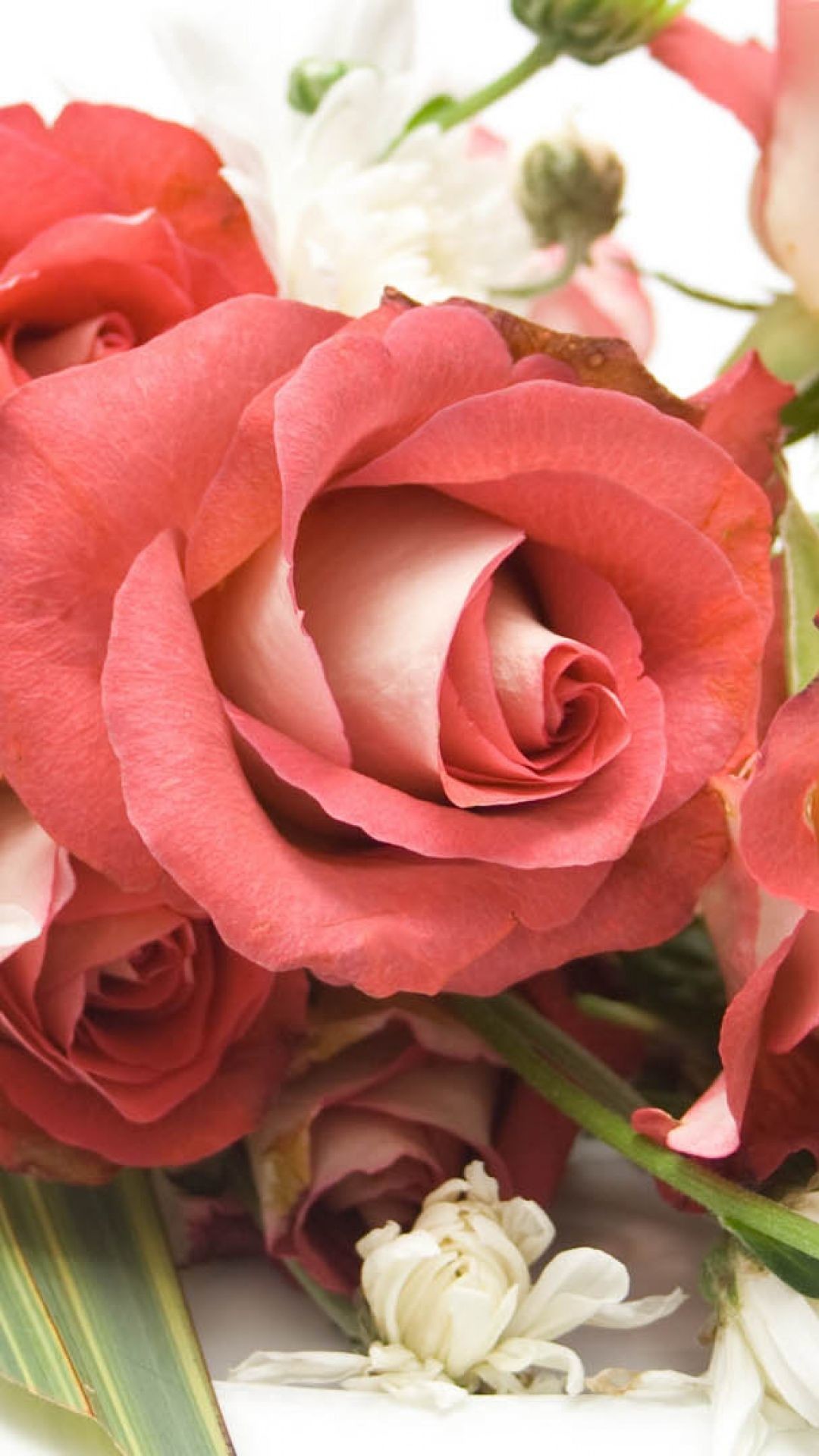 1080x1920 Pin by Syeda Nabia on wallpapers | Pinterest | Rose flower photos, Beautiful  roses and Beautiful red roses