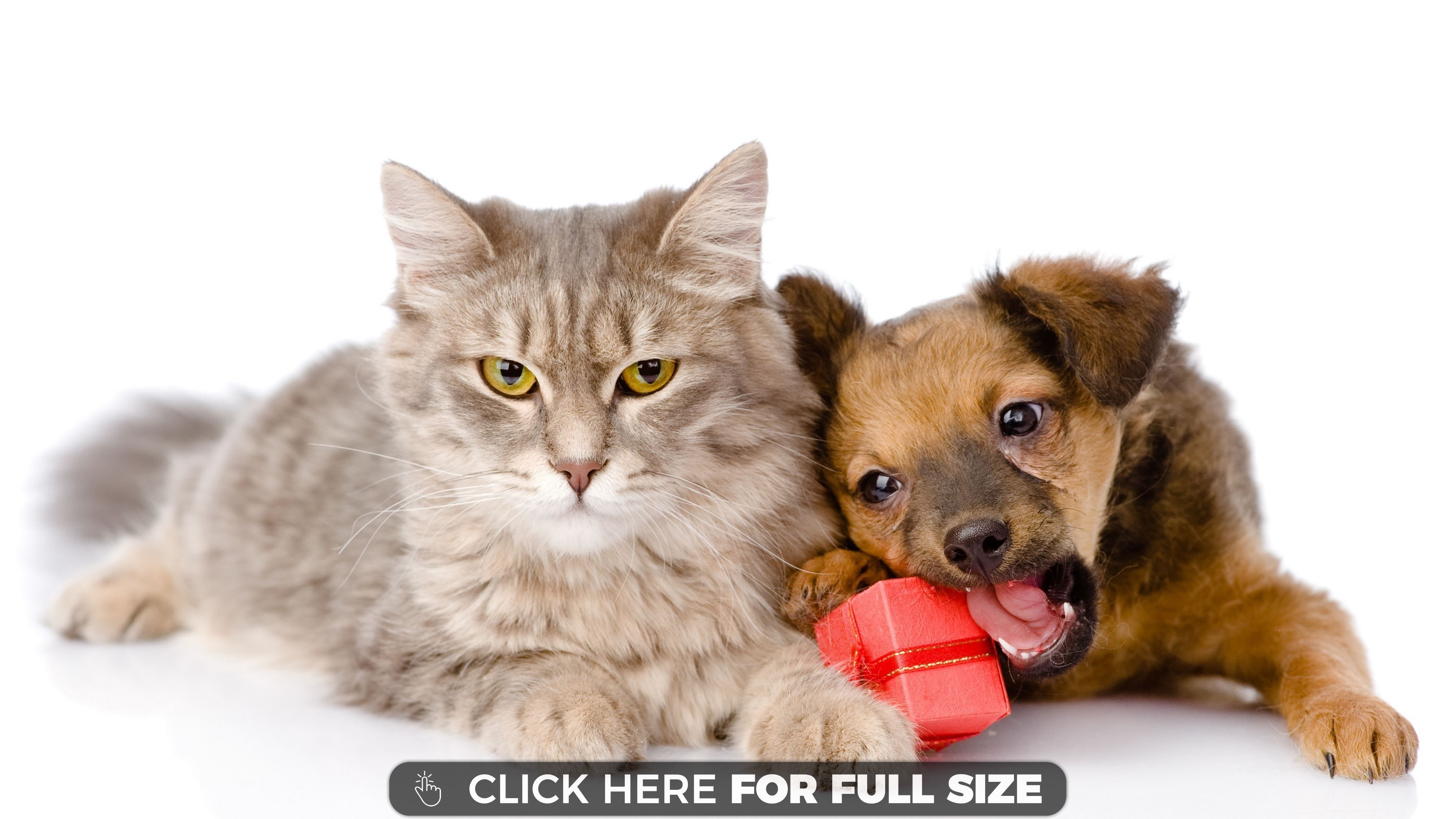 3840x2160 Cute cat and dog wallpapers coin news reporters pictures of cats dogs  together jpg  Cute