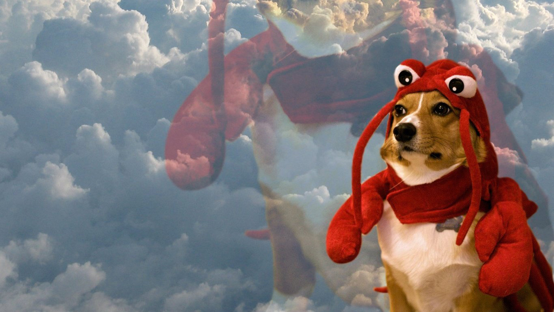 1920x1080 Lobster Dog Wallpaper Lol Lobster-dog