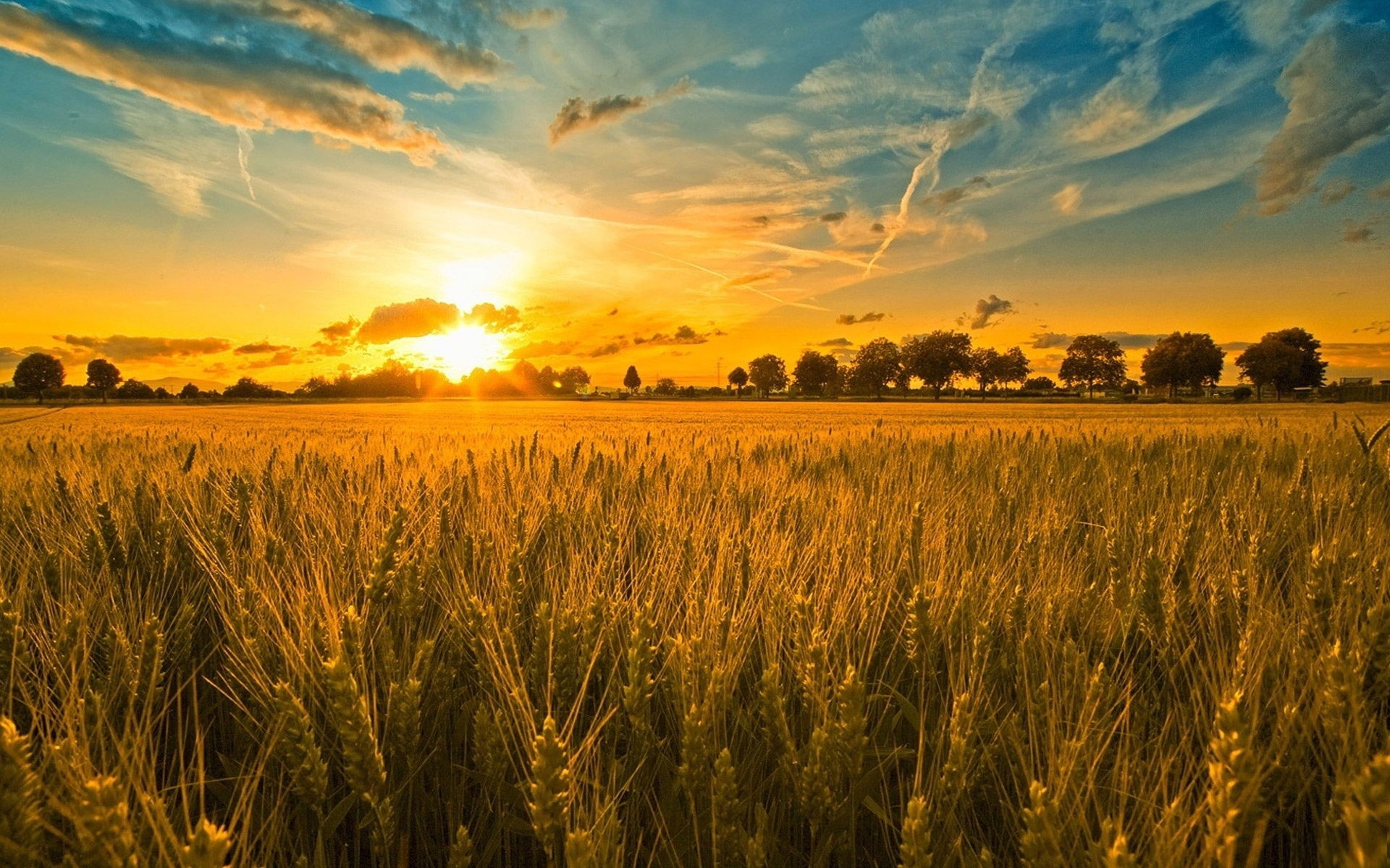 1920x1200 images sunset-and-wheat-field-wallpaper-hd-beautiful-desktop-