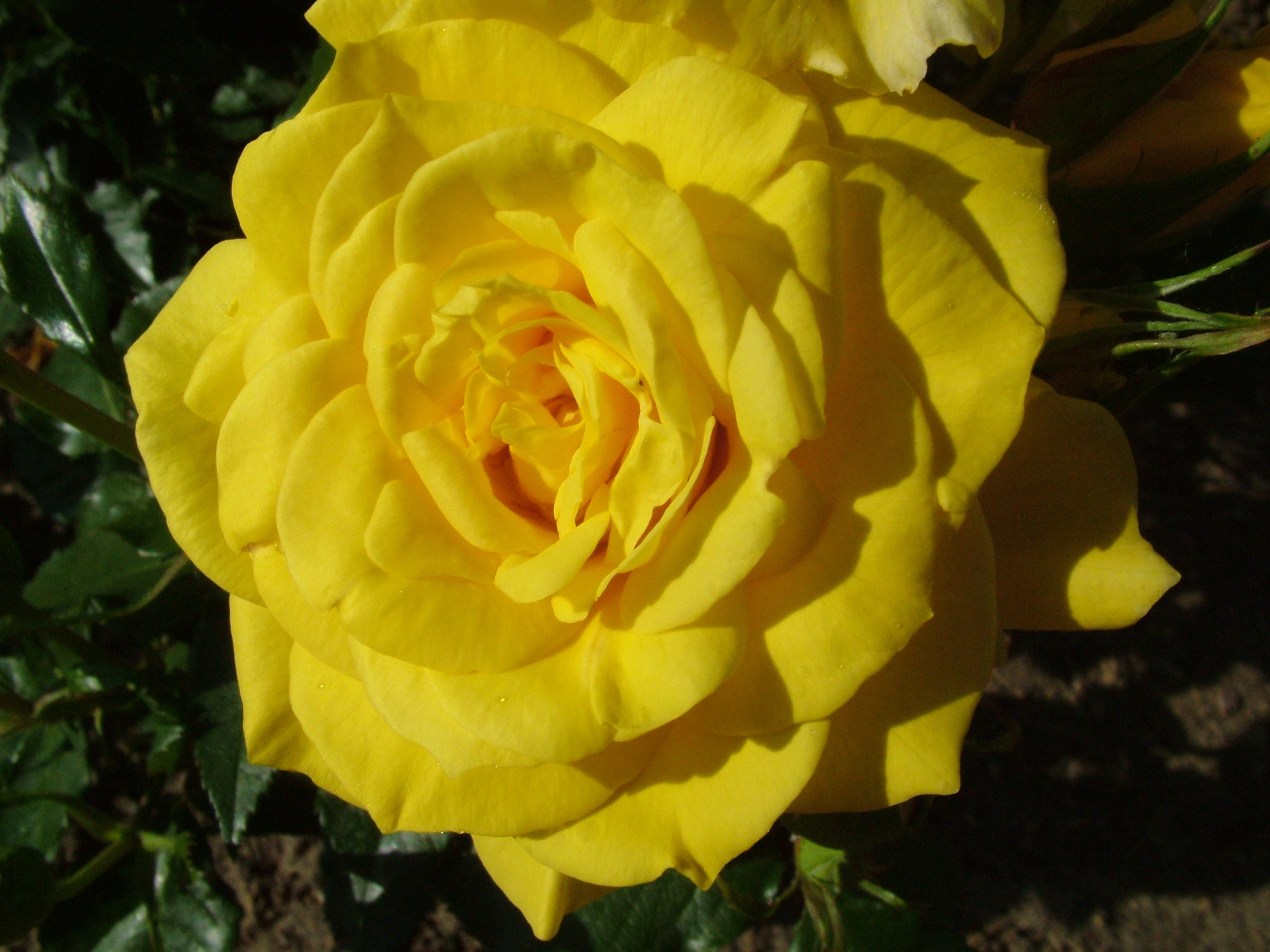 2848x2136 Yellow Rose 4k