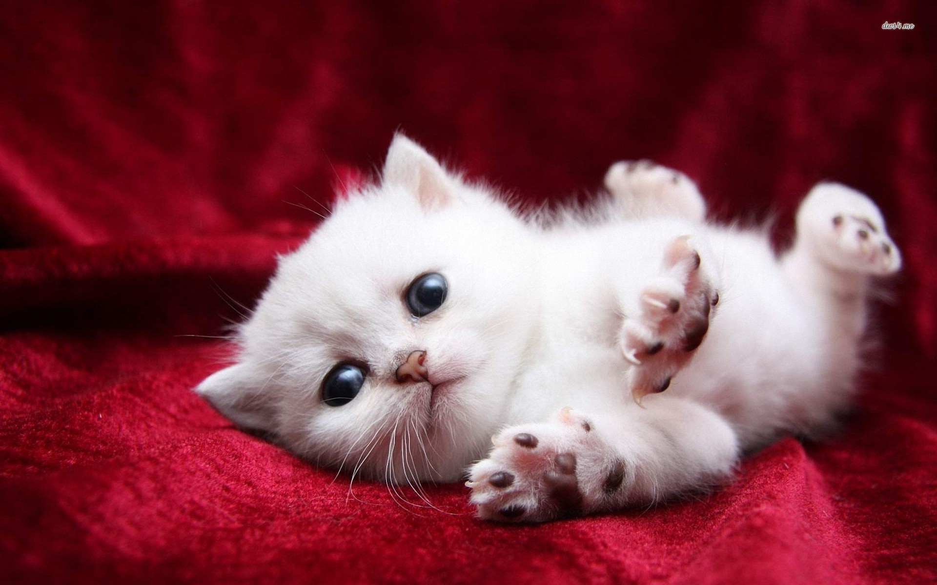1920x1200 Cute White Cats and Kittens Wallpapers