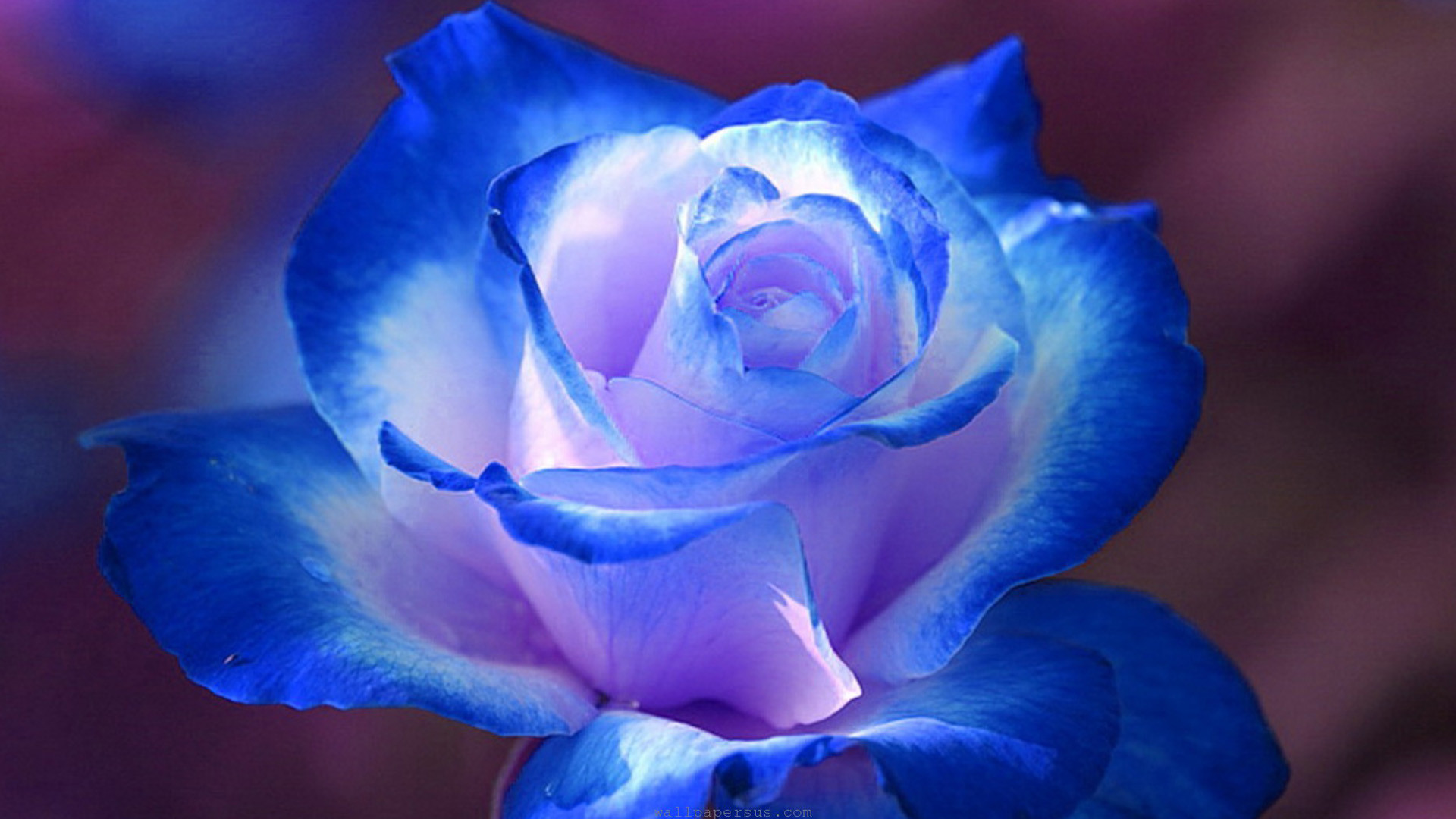 1920x1080 Breathtaking Blue Rose Wallpapers, Rose Flower images, Rose .