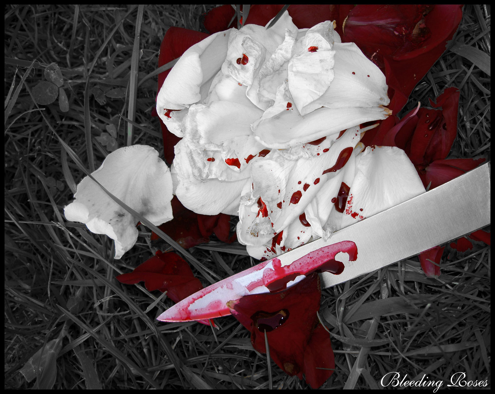 2036x1622 Bleeding Roses by Vampiric-Pirate ...