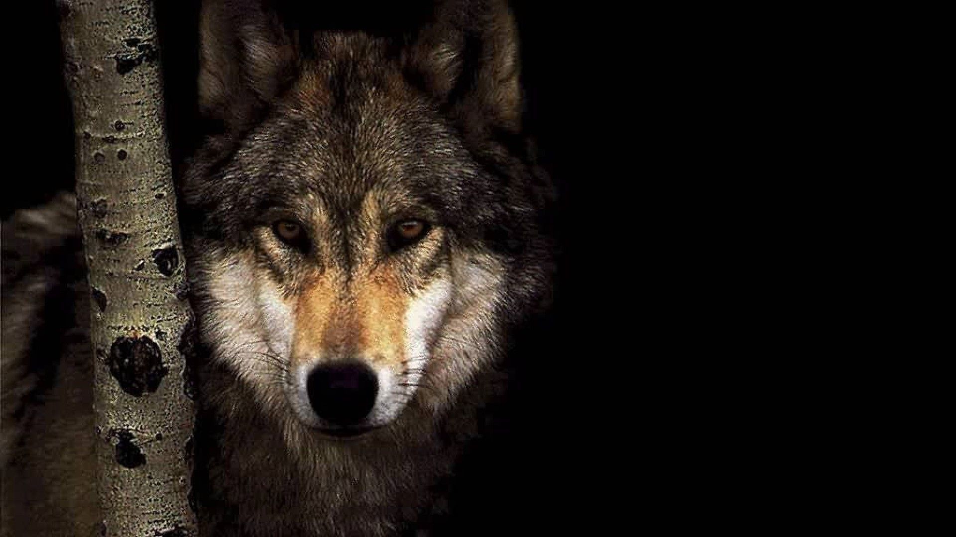 1920x1080 Wolf Wallpapers High Quality