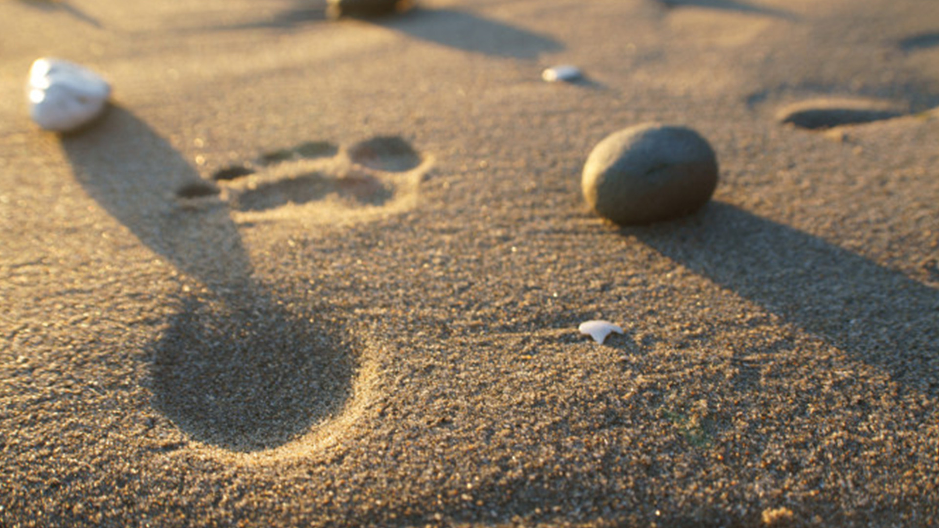 1920x1080 Footprints In The Sand Photograph by Andreas Thust ...